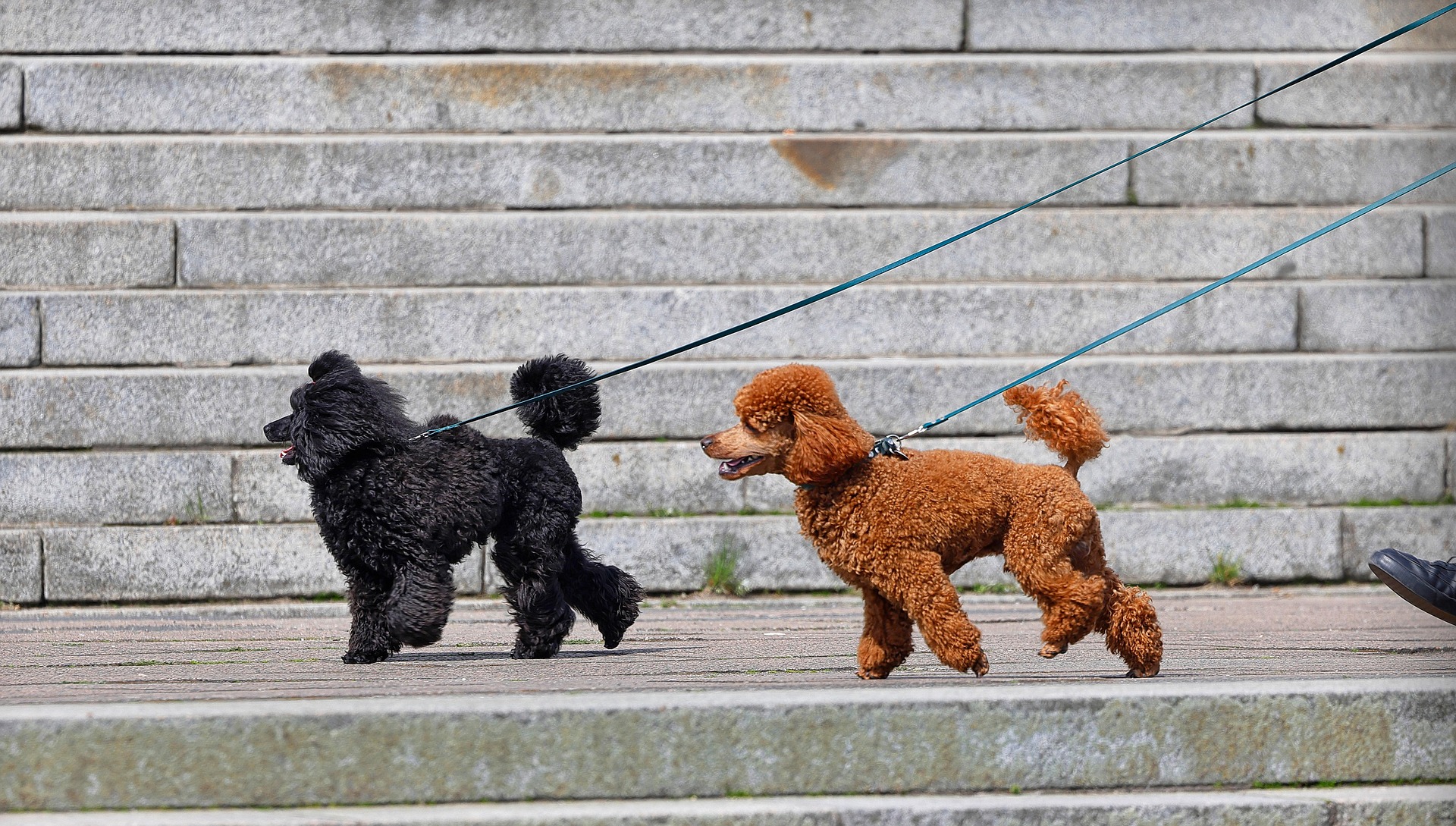Dog Walking Injuries: What, How and Prevention Techniques