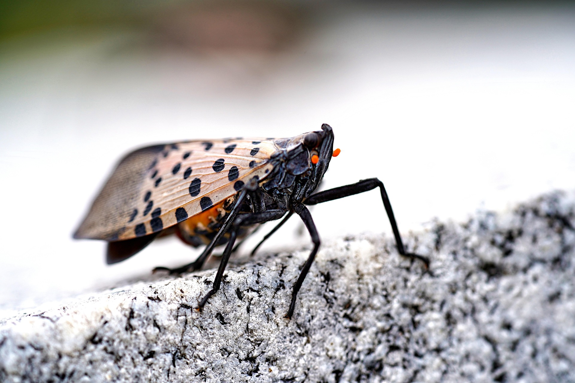Dogs Being Used to Detect the Invasive Spotted Lanternfly