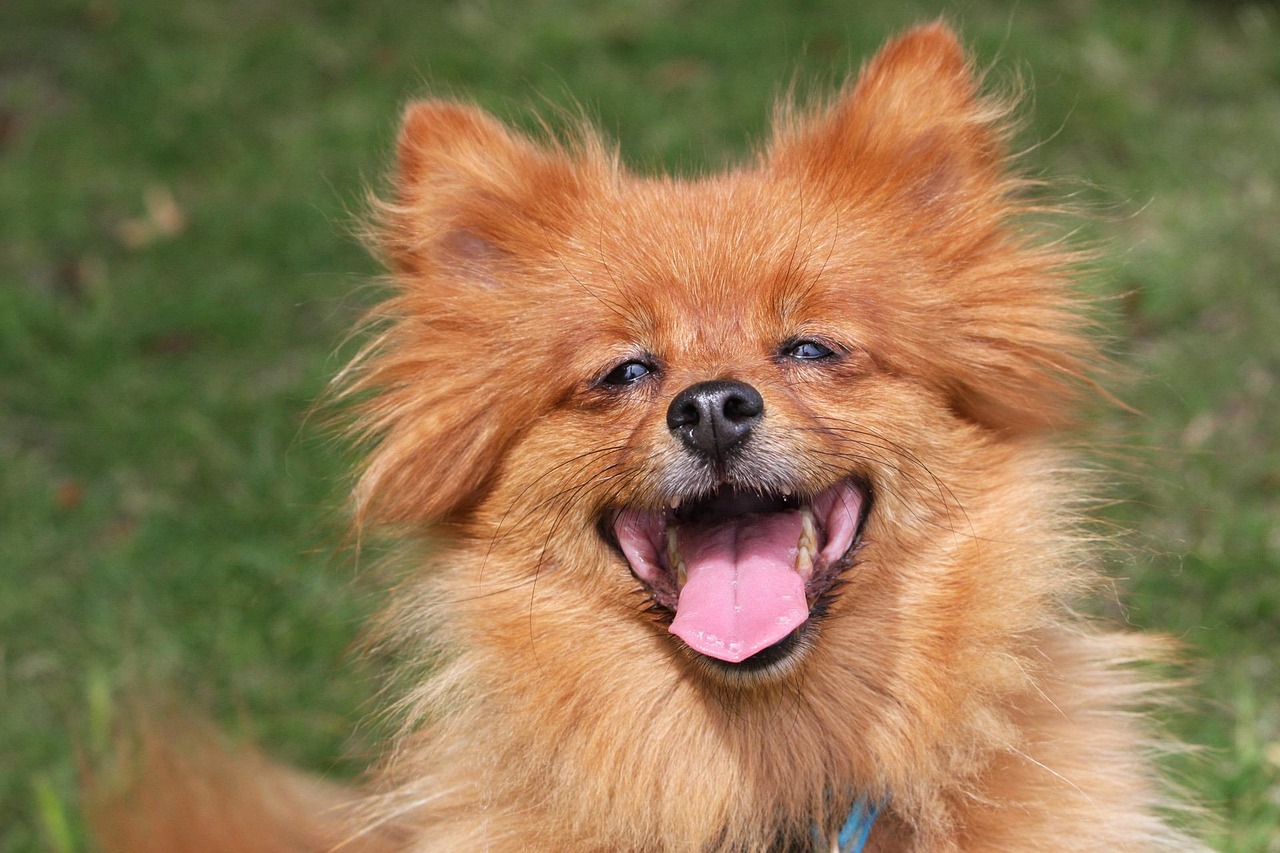 Dogs Have a Sense of Humor According to Studies