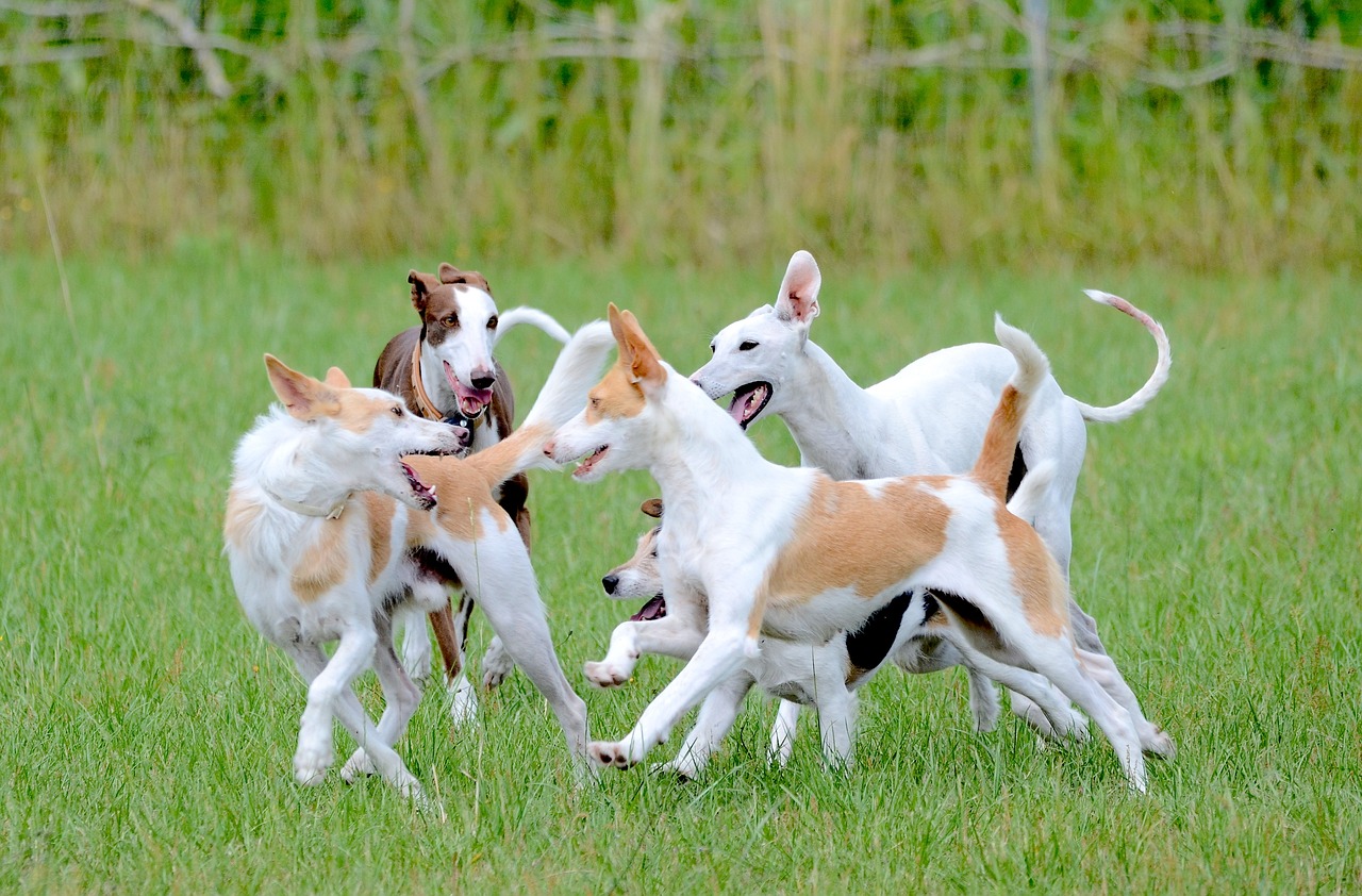 Early Socialization for Breeders: What Responsible Breeders Do