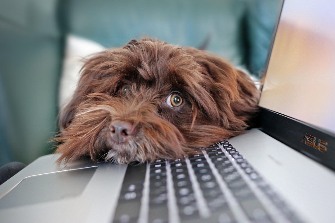 Email Marketing Campaigns for Your Dog Breeding Business