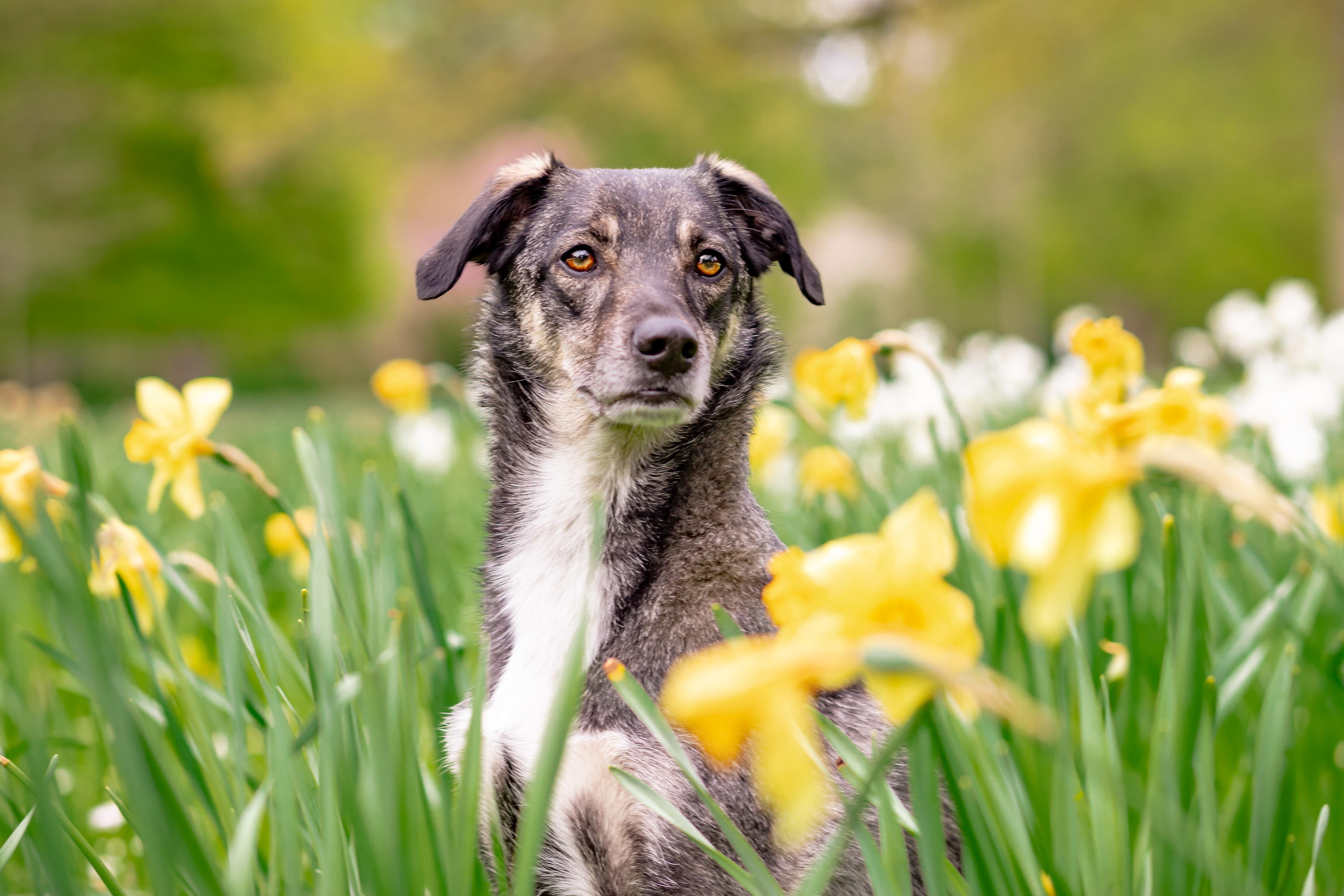 Purebred vs Mixed Breed Puppy Temperament: What to Expect