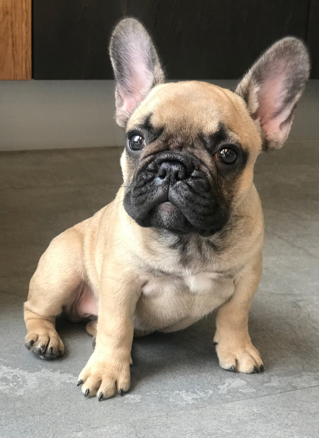 Top Mississippi French Bulldog Breeders