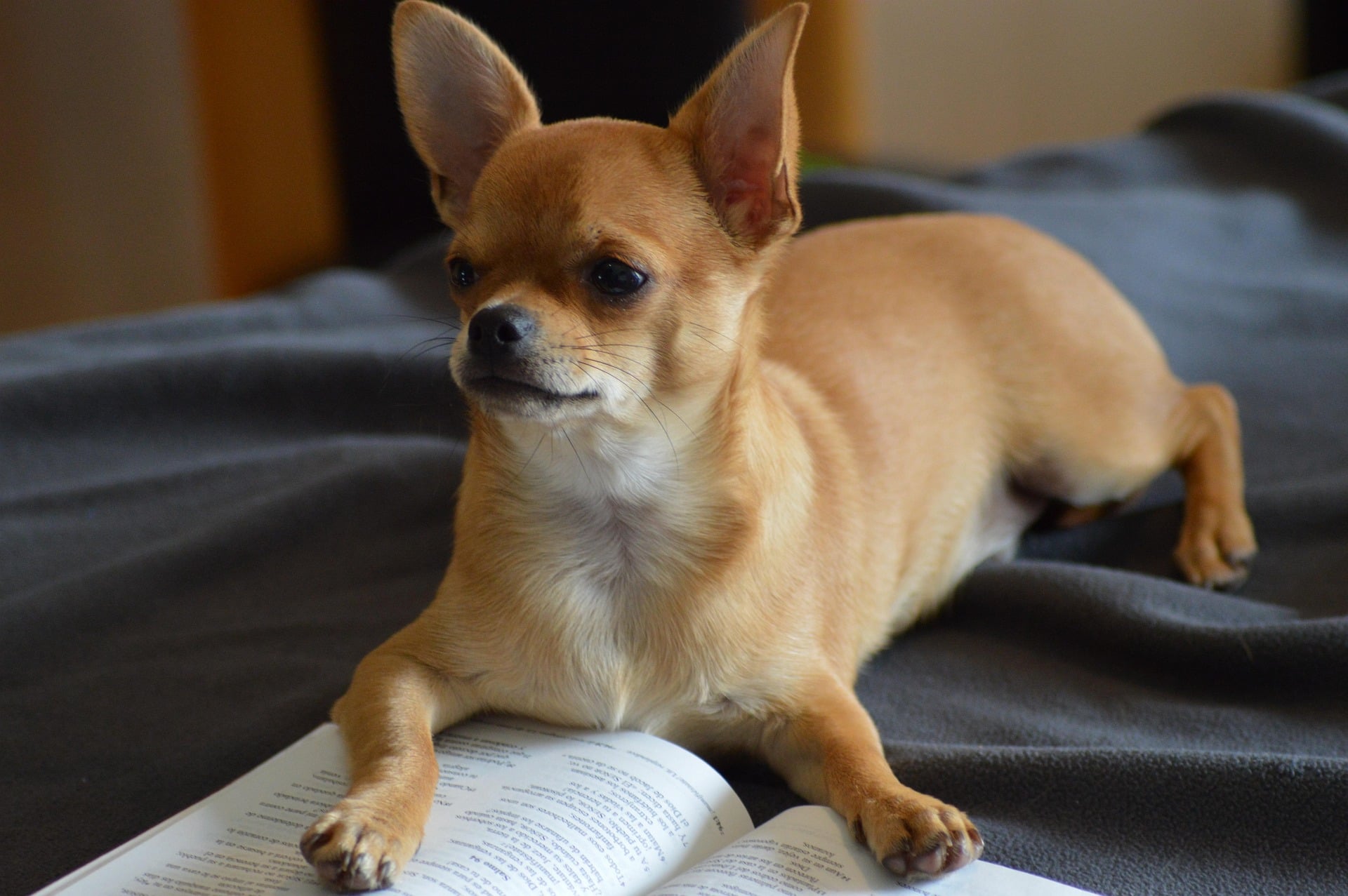 Allergy Free Dogs Through Gene-Editing: Is The Future Sneeze Free?