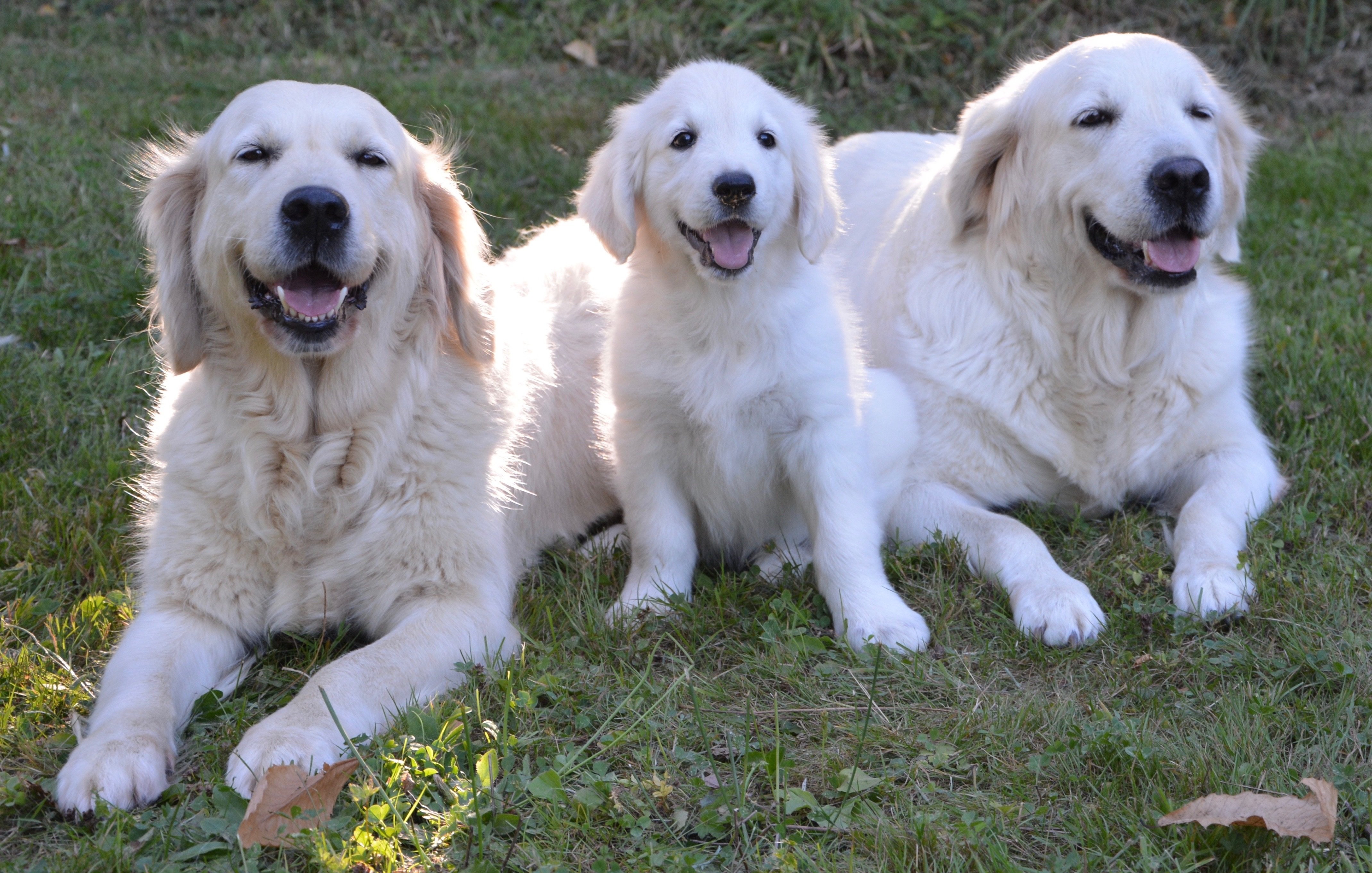 Guide Dog Success Prediction From Their DNA Says Study