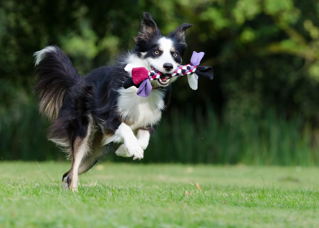 Hero Dogs: Examples of Hero Dogs in the Community