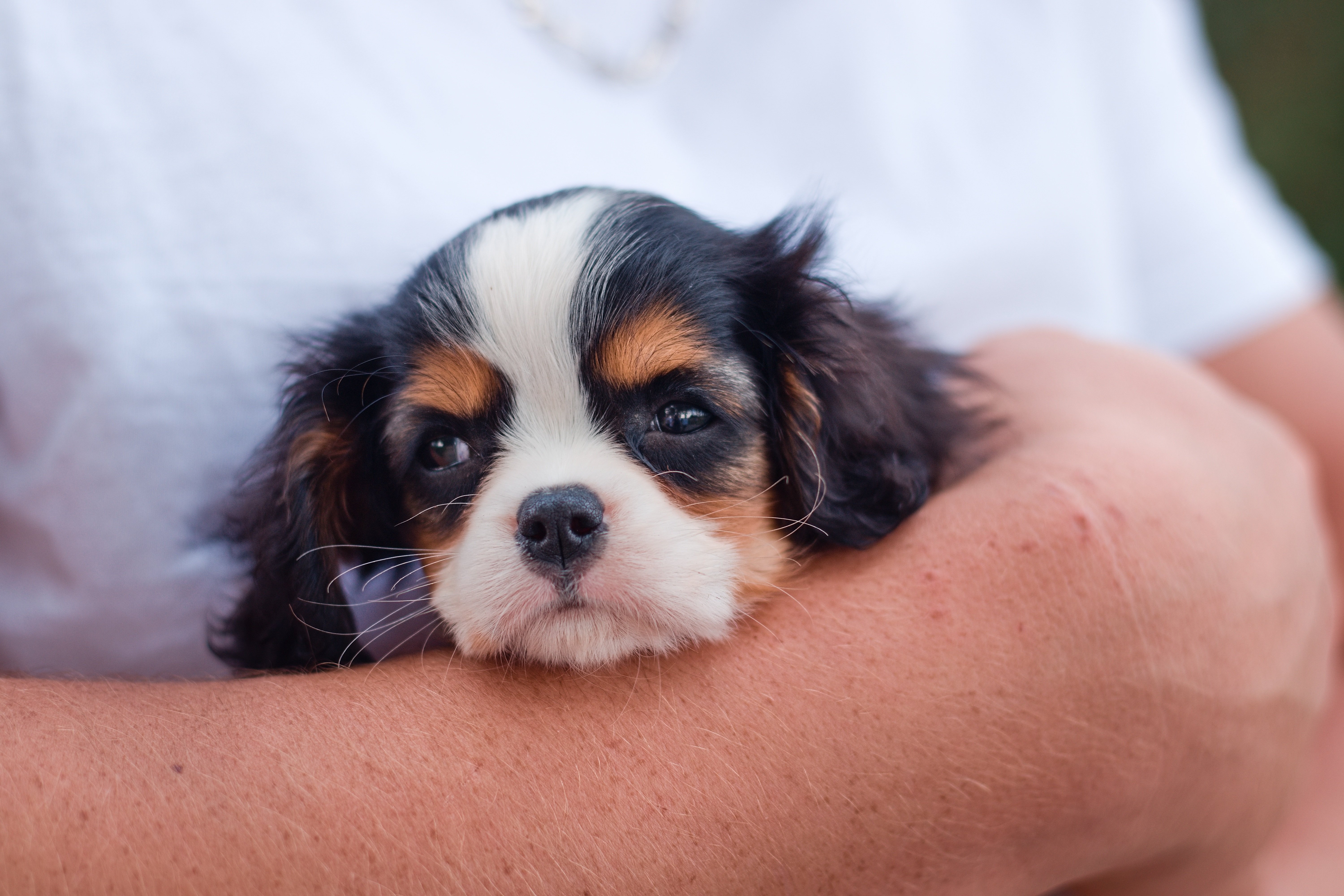 Hidden Costs of Owning a Puppy: The Ultimate Financial Audit