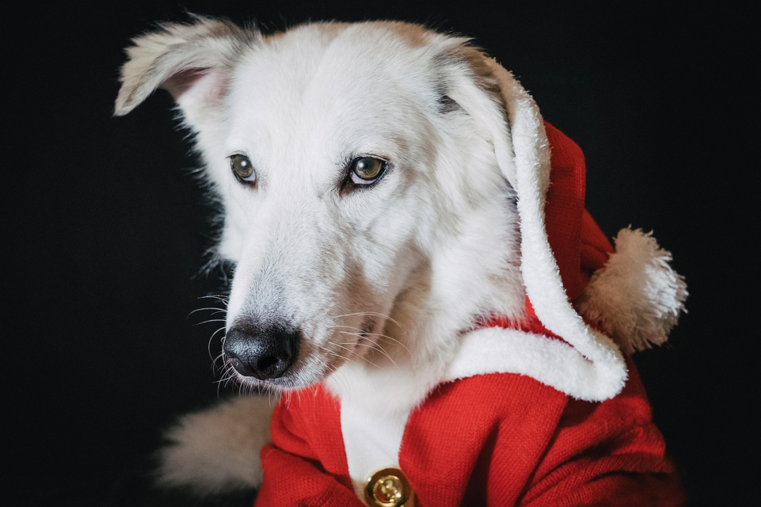 Risks to Dogs During the Autumn Holiday Season