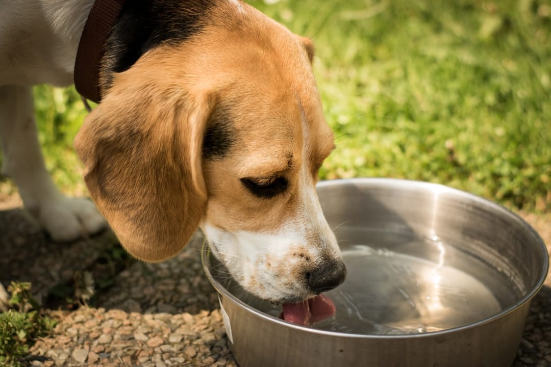How Long Can Dogs Go Without Water 