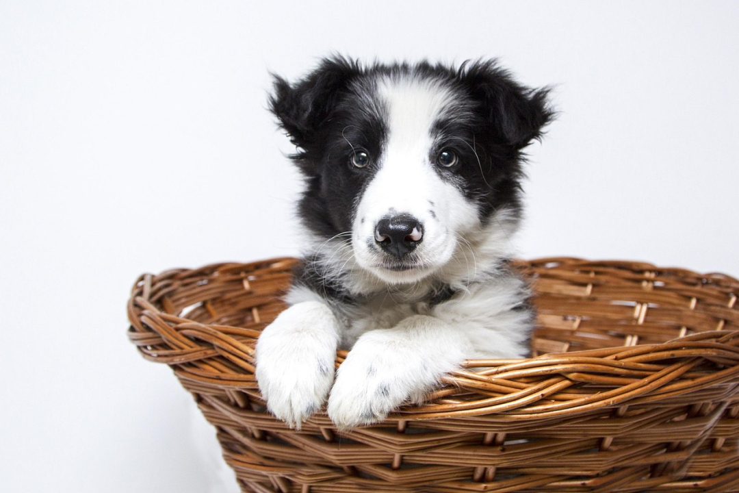 How Many Times can you Breed a Dog for Health