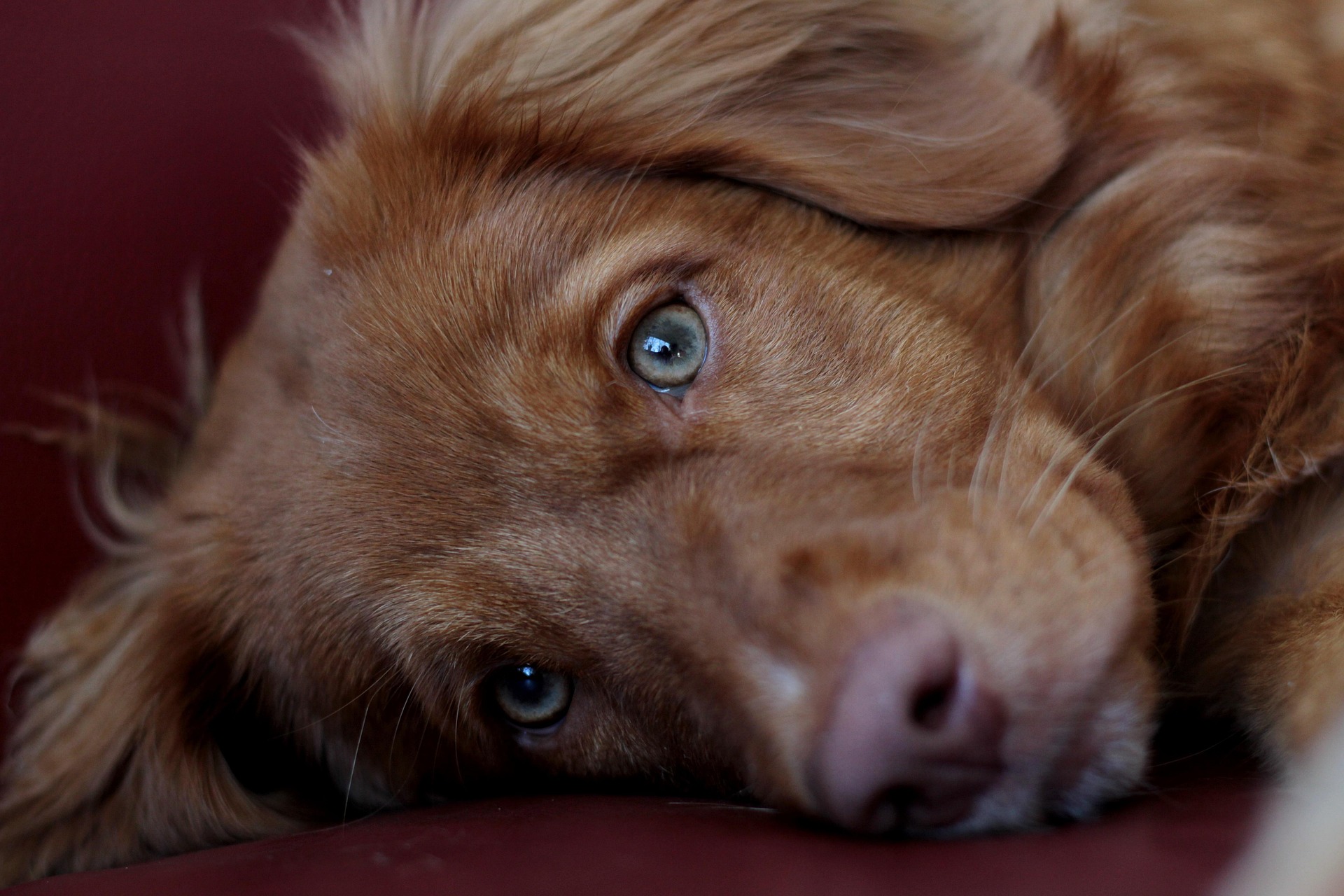 Puppy Deposits: How Much to Charge Customers