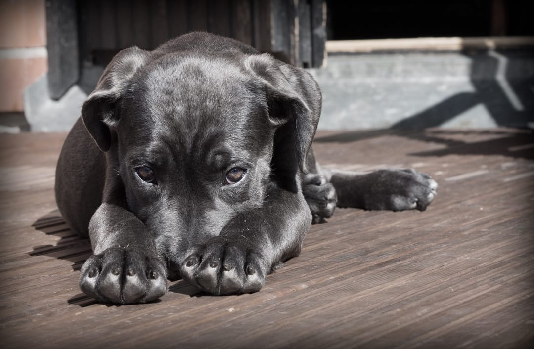  Is dog breeding profitable? How much do animal breeders make a year?