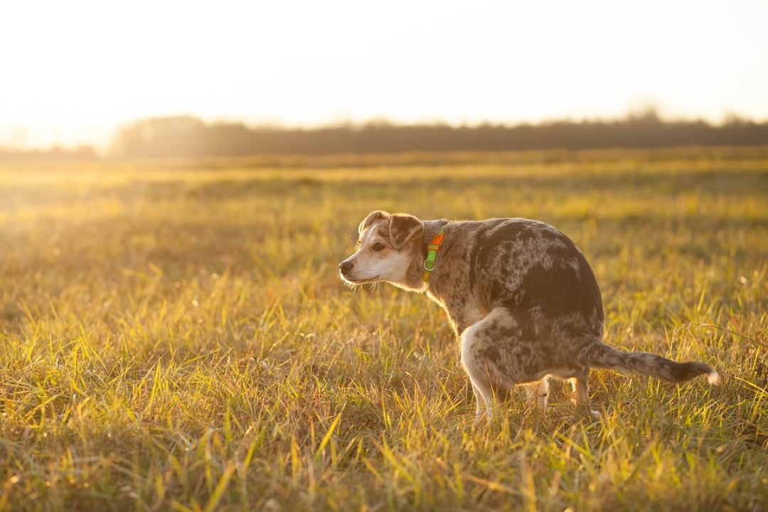 how-often-do-dogs-poop