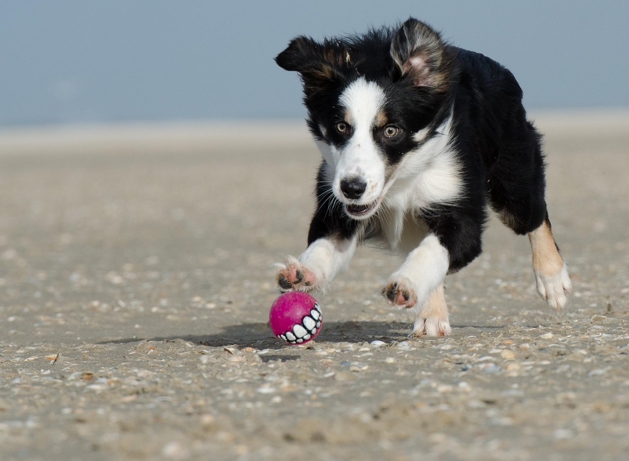 Puppy Hero Breeder Highlights: How Points Will Help