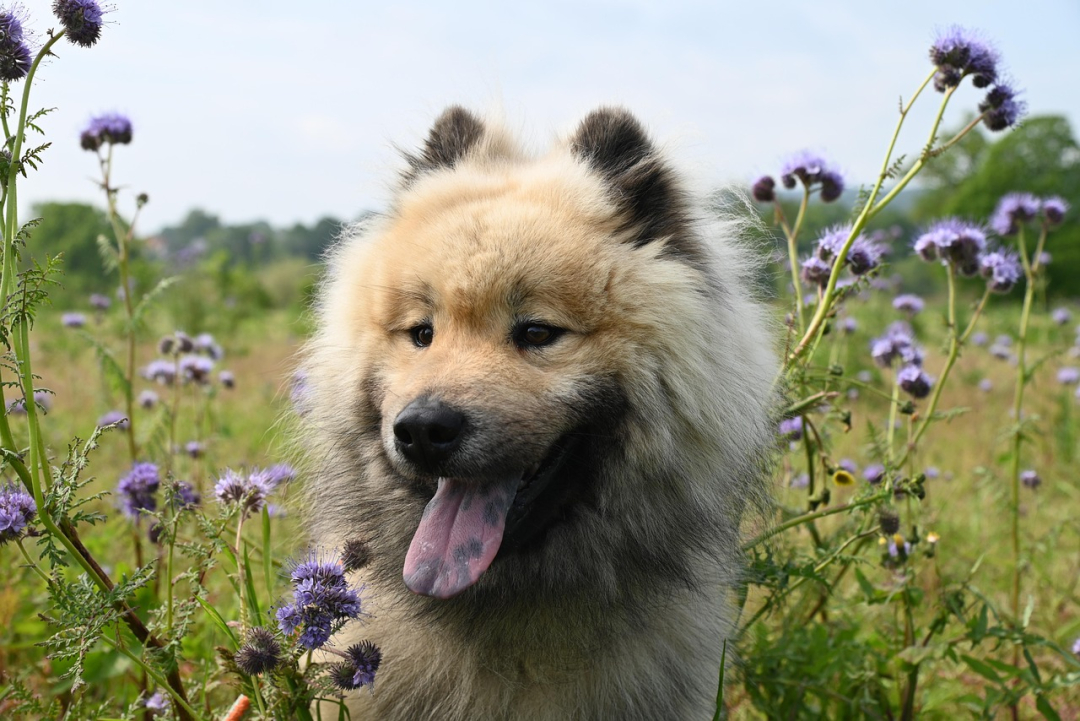 Dog Behavior Impacted By Their Skull Shape