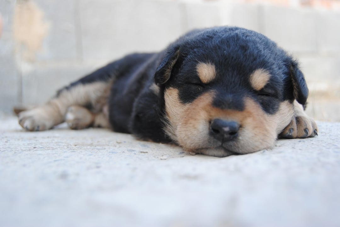 How Soon Can You Sell Puppies: Breeder Tips