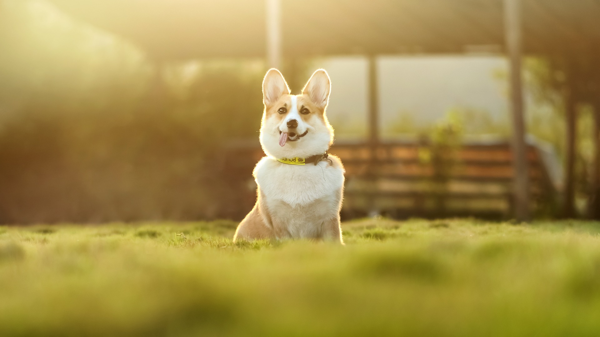 How to Choose a Dog Boarding Service: Top Tips