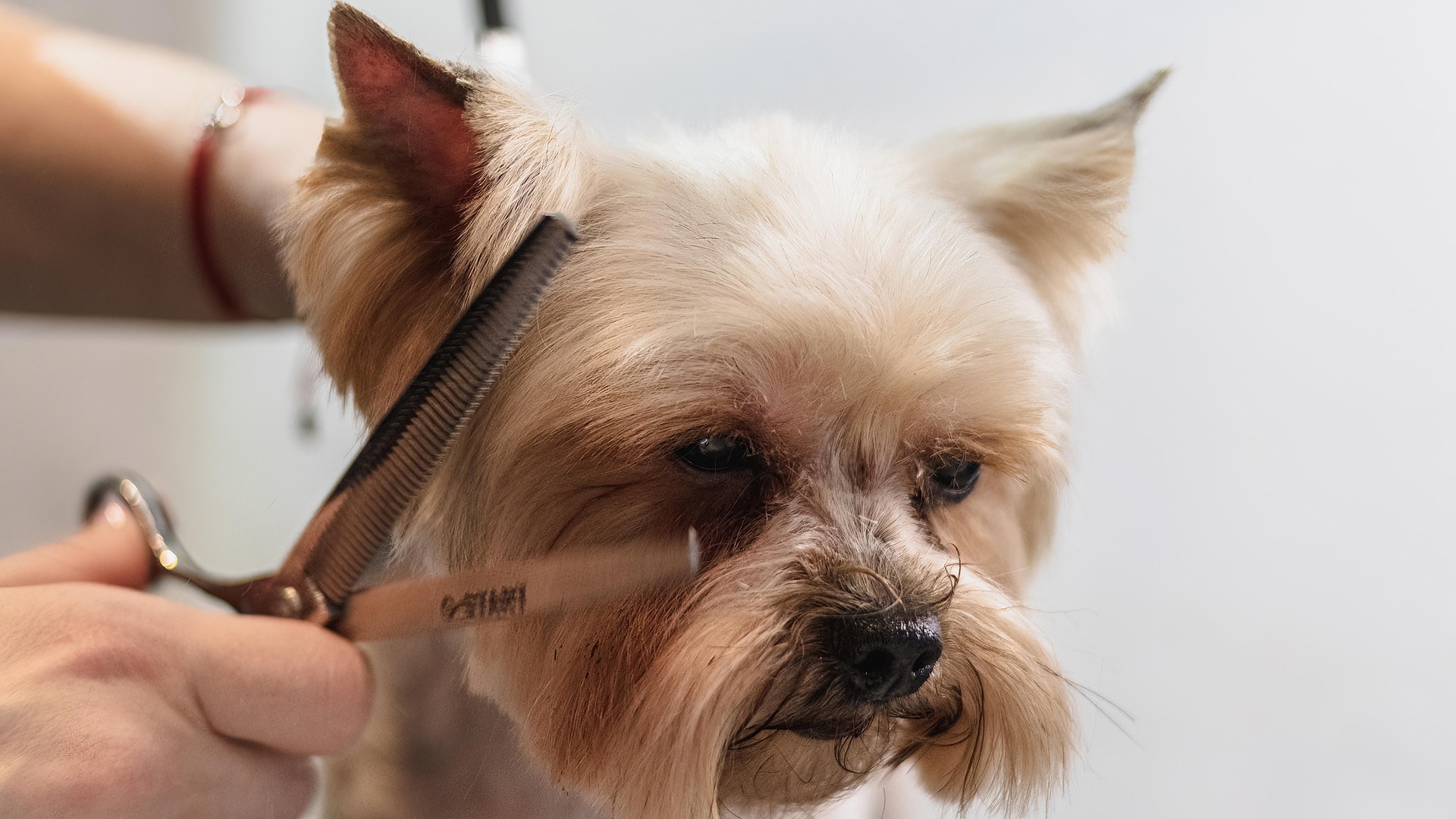 Find a Dog Groomer Nearby With These Tips