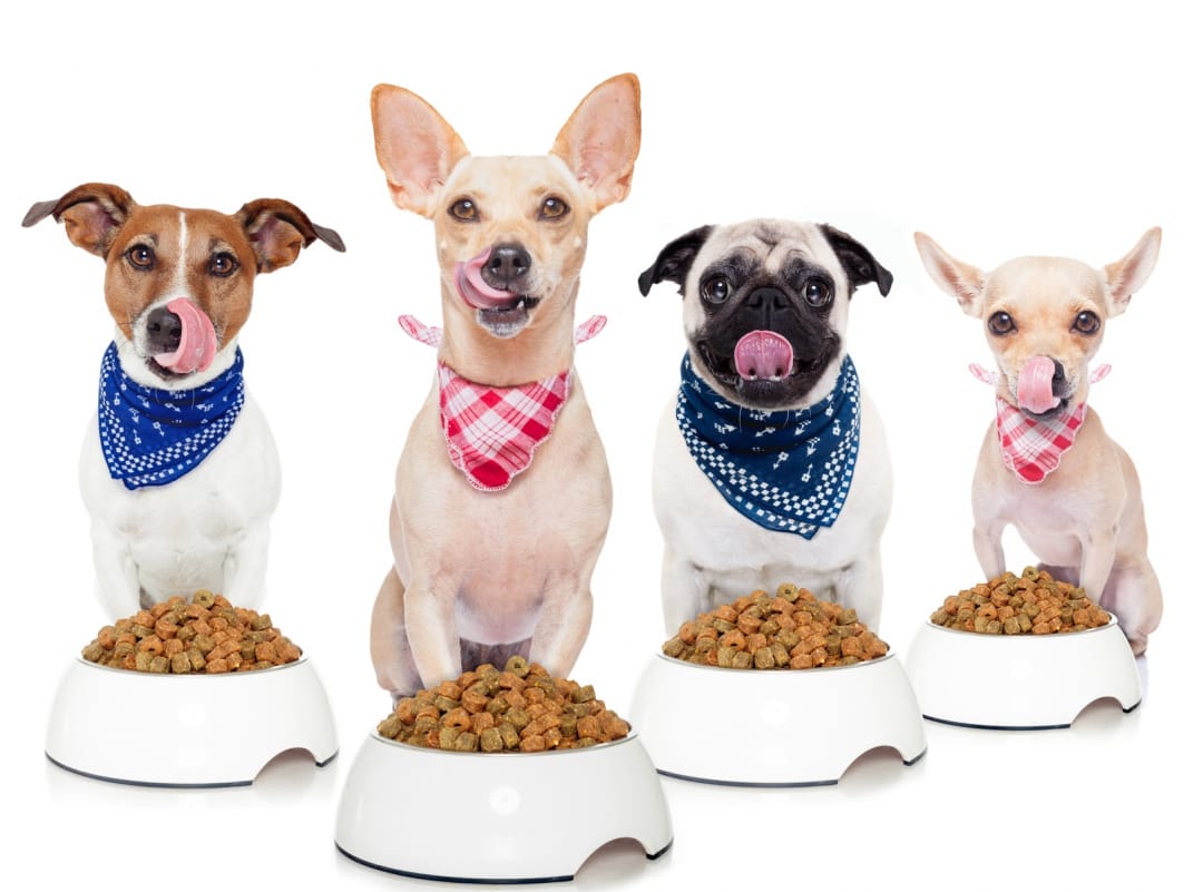 choosing-the-best-food-for-your-dogs