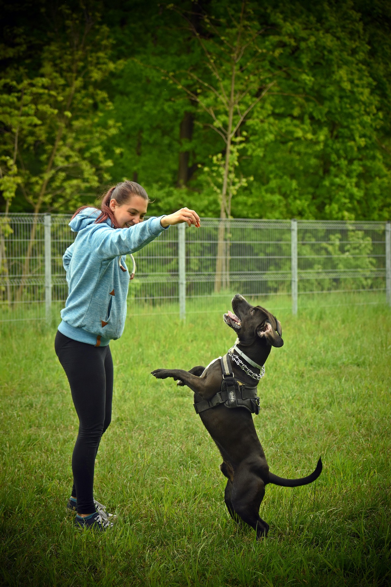 Create a Profitable Dog Park to Boost Breeder Income