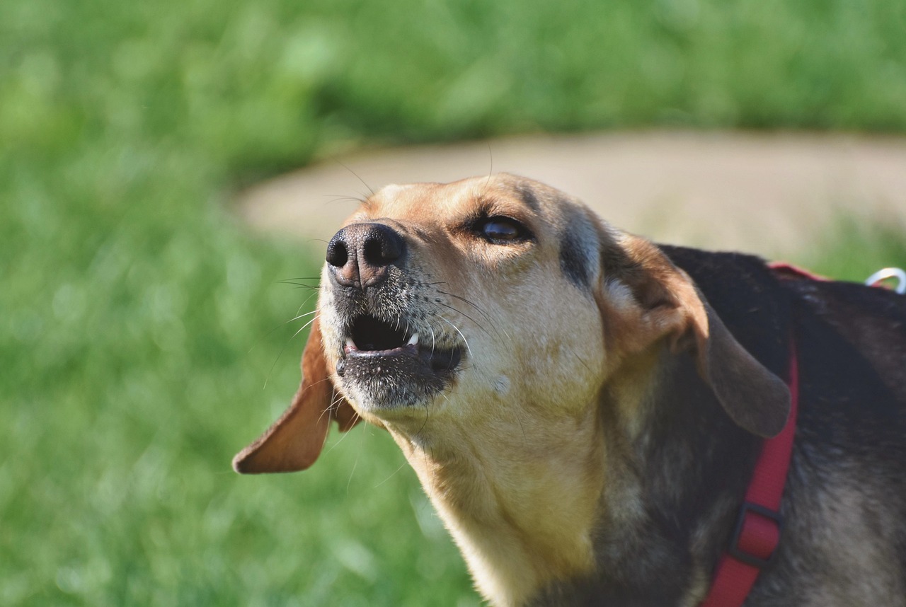 How to Deal with Noise Complaints as a Breeder
