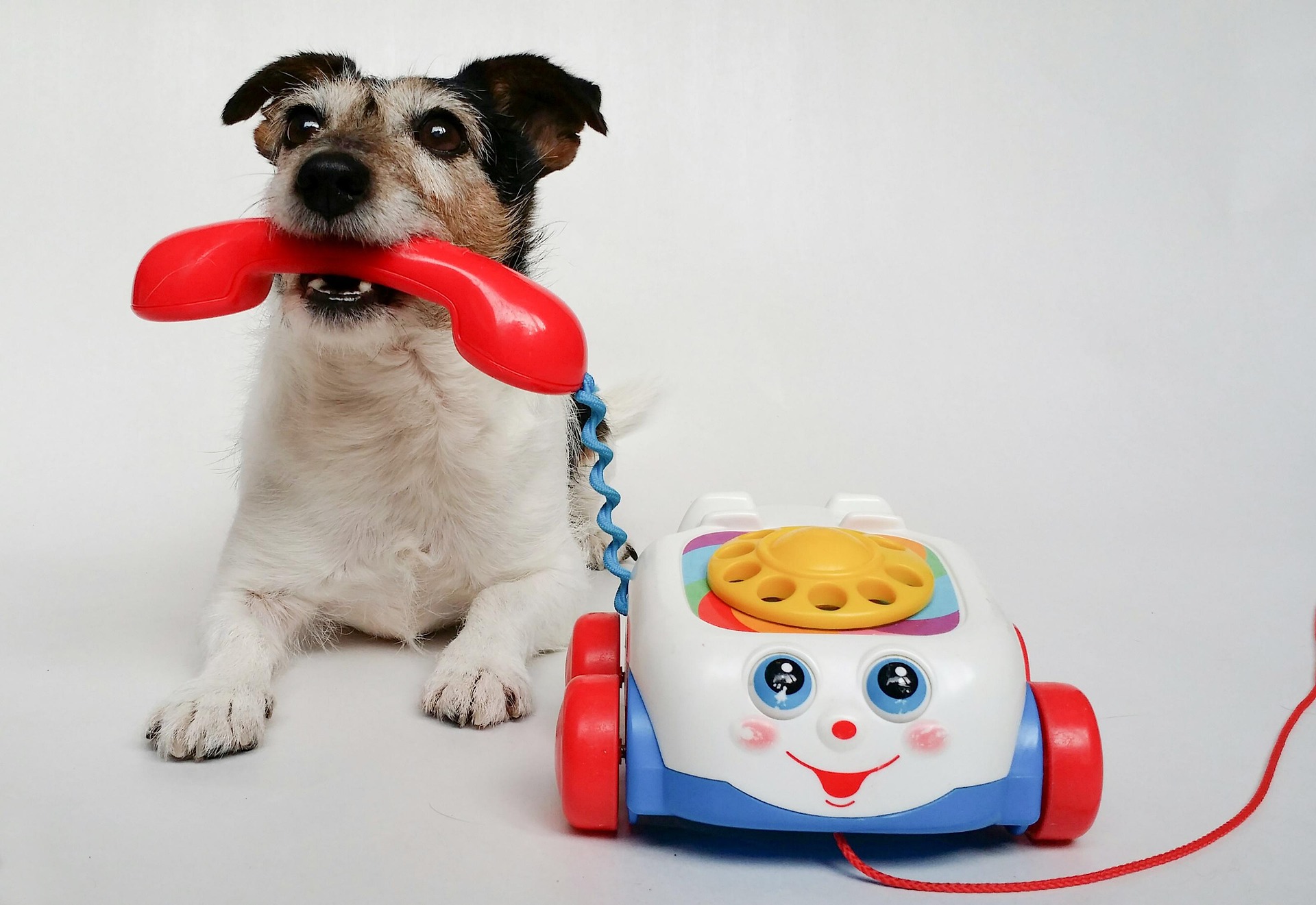 Ask About a Puppy With These Tips from Puppy Hero