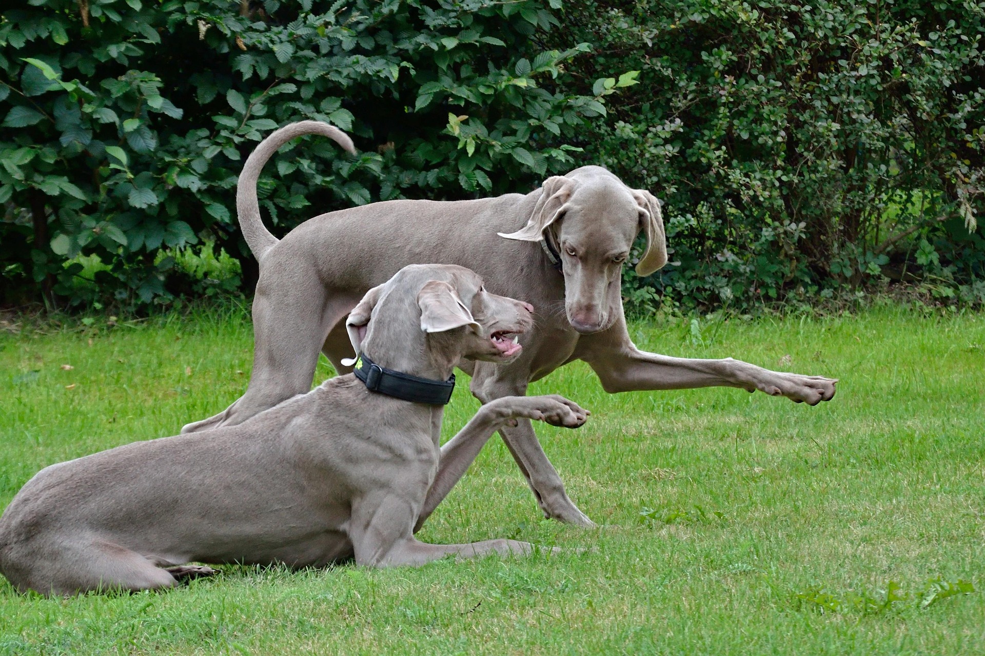 How to Introduce a New Dog to Your Breeding Group