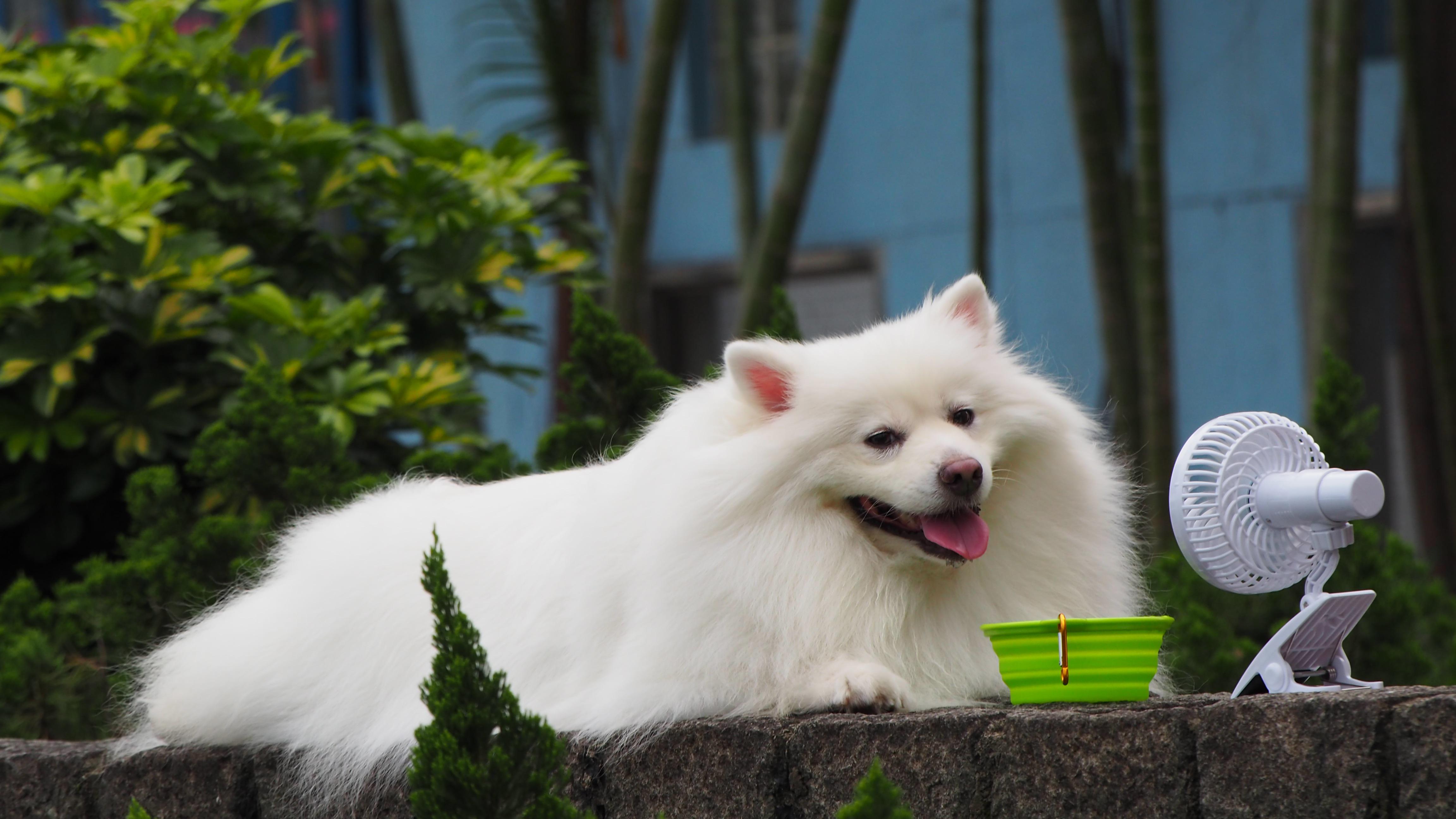 Keeping Dogs Cool in the Summer: Top Tips