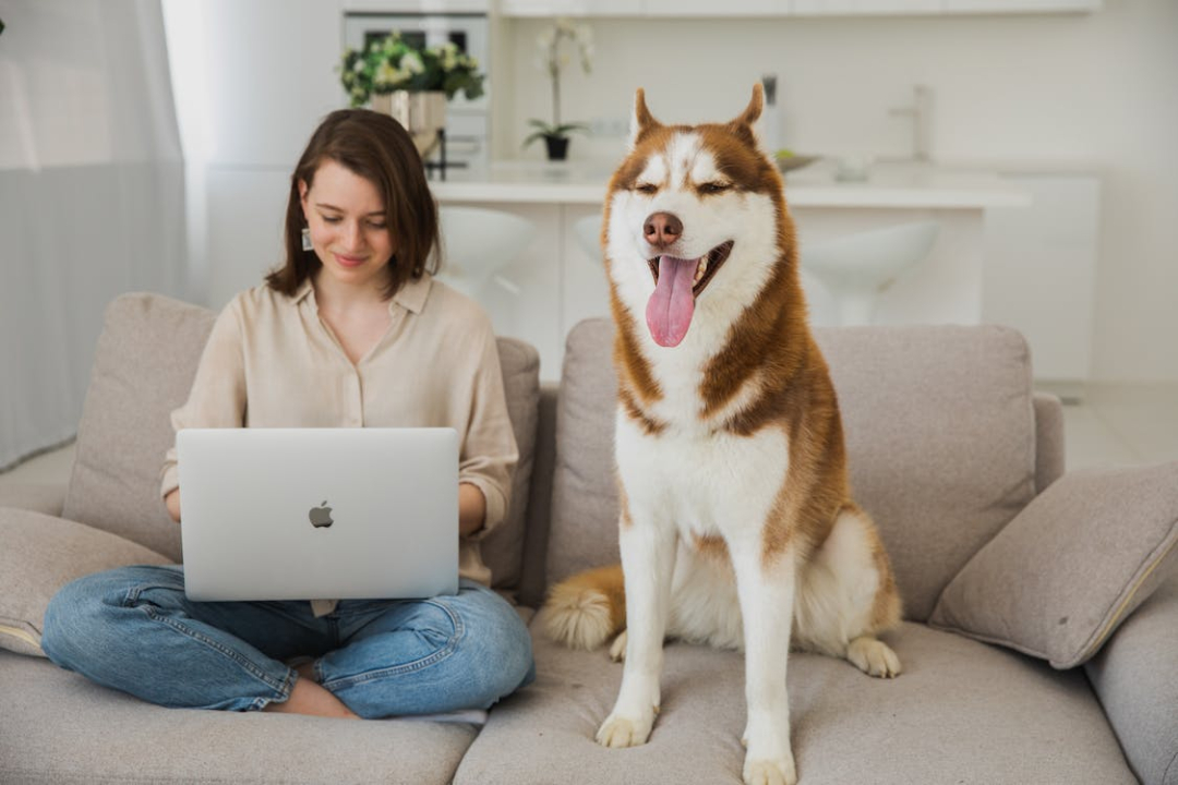 how-to-keep-dogs-off-the-couch