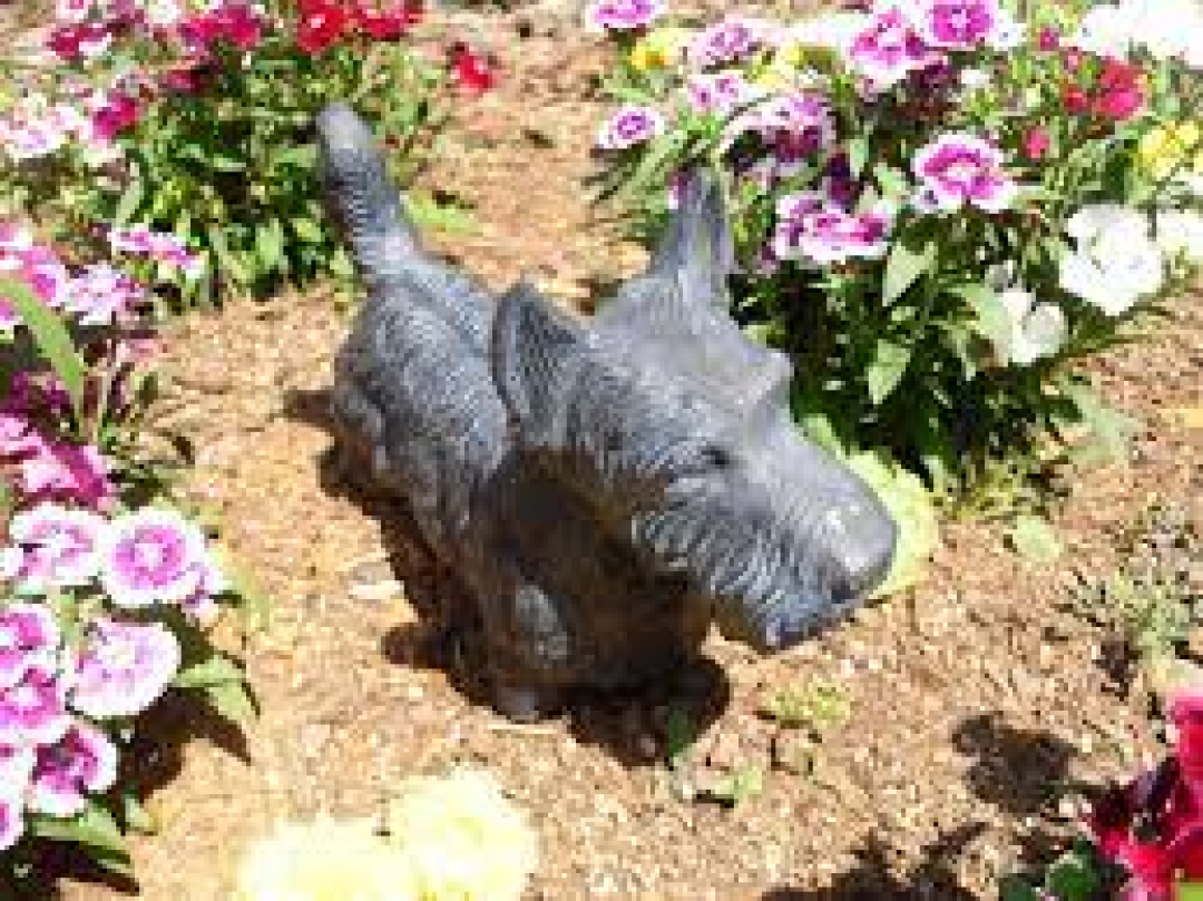 What will keep dogs outlet out of flower beds