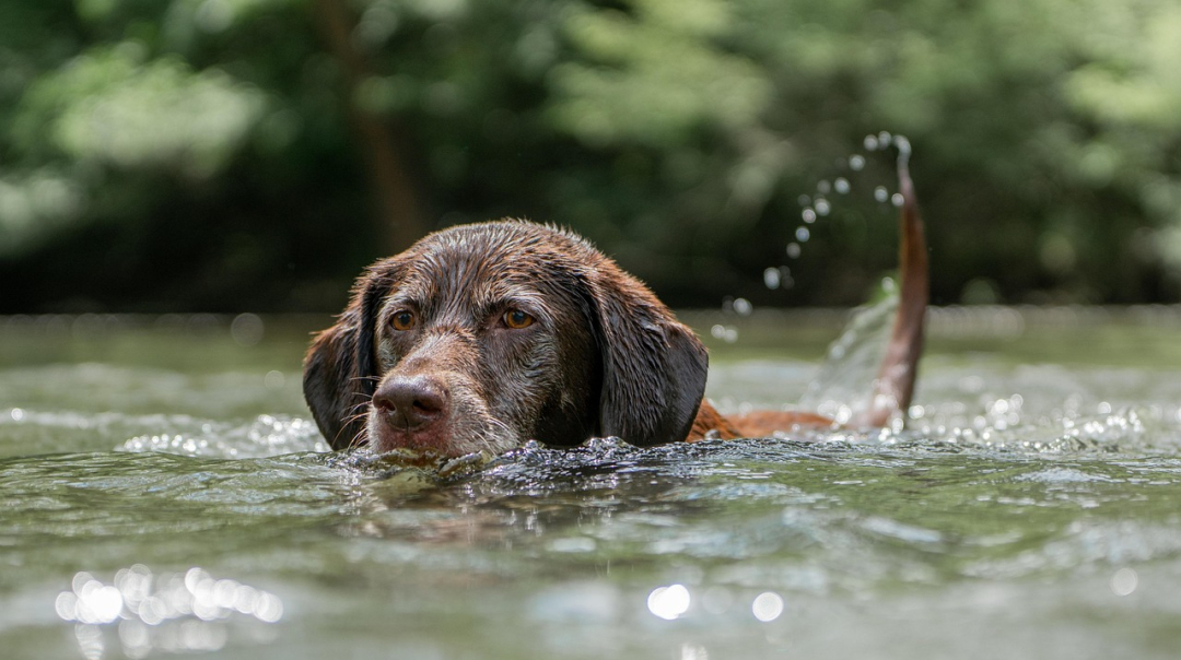 How to keep dogs safe around water - Quick Pro Tips