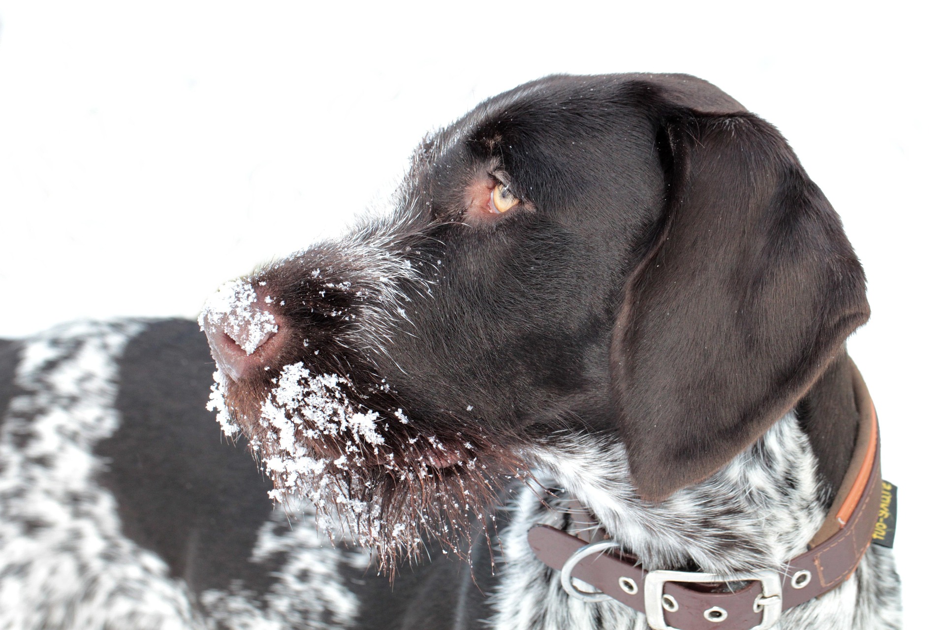 Keep Your Dog Warm During Colder Months!