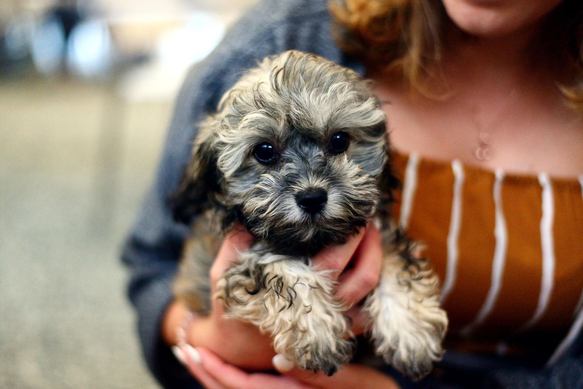 How to Price a Puppy Litter: Health Testing & Titles Guide
