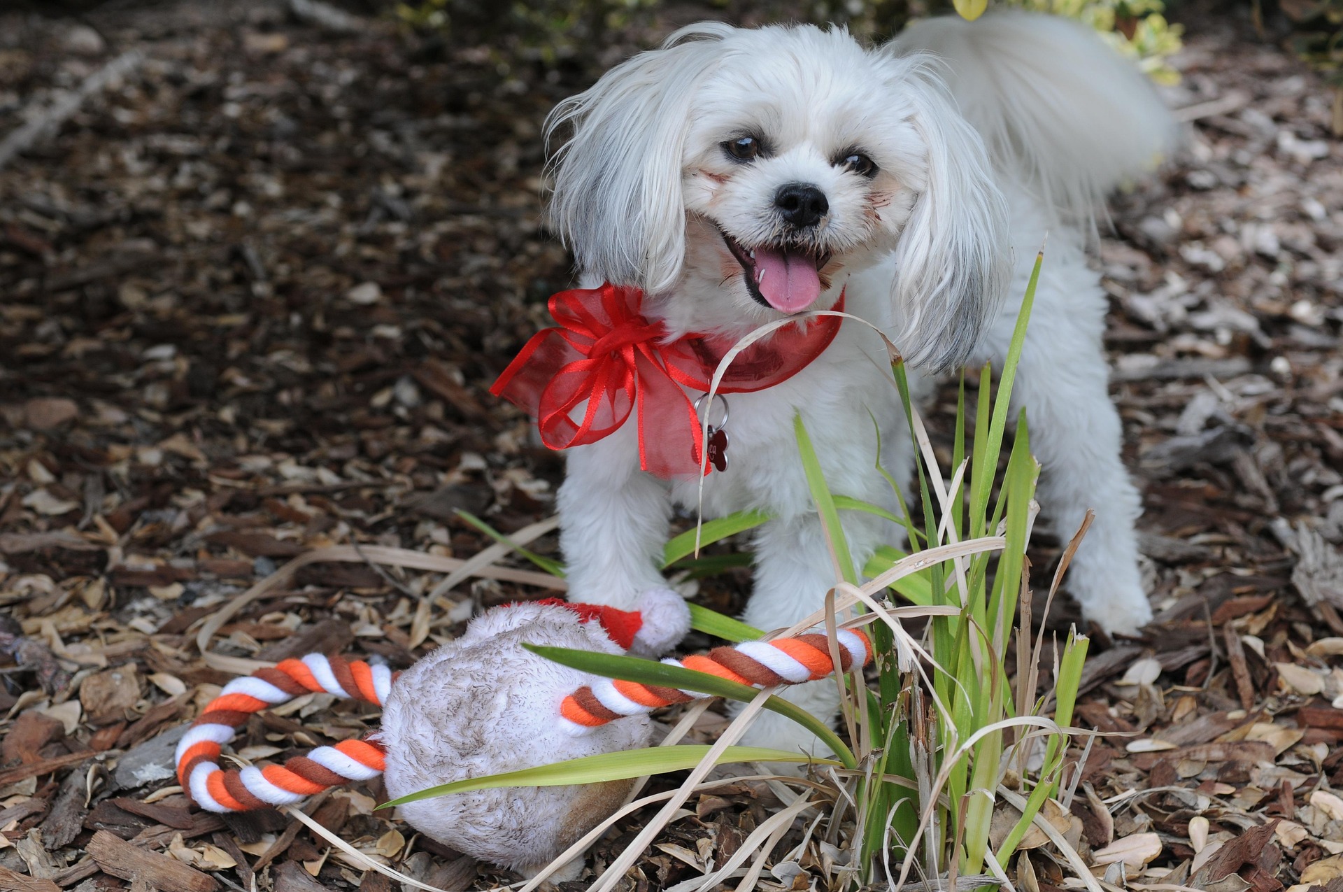 How to Protect Dogs from Eating Candy on Halloween