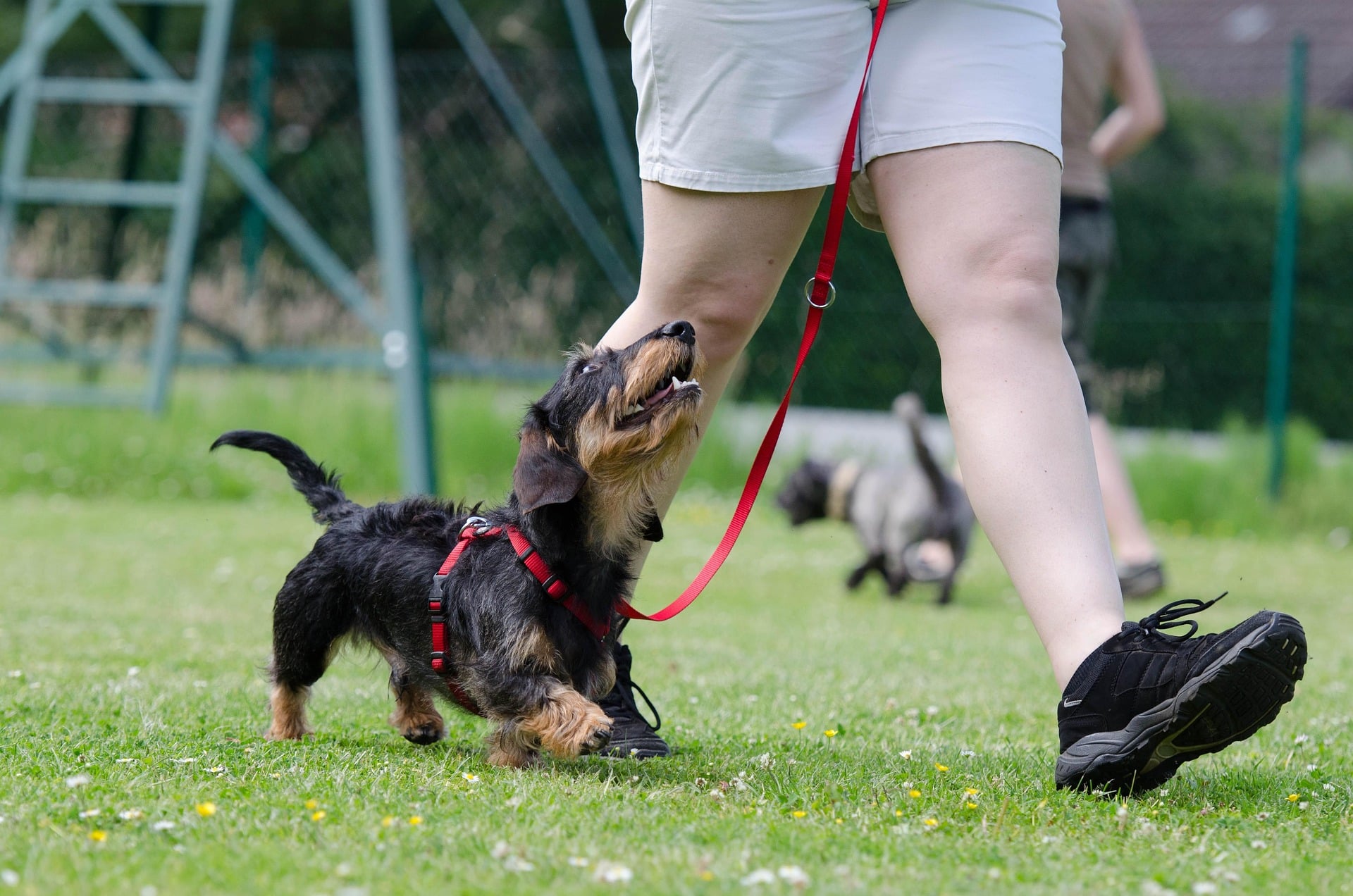 How to Spot a Bad Dog Trainer and Get it Right