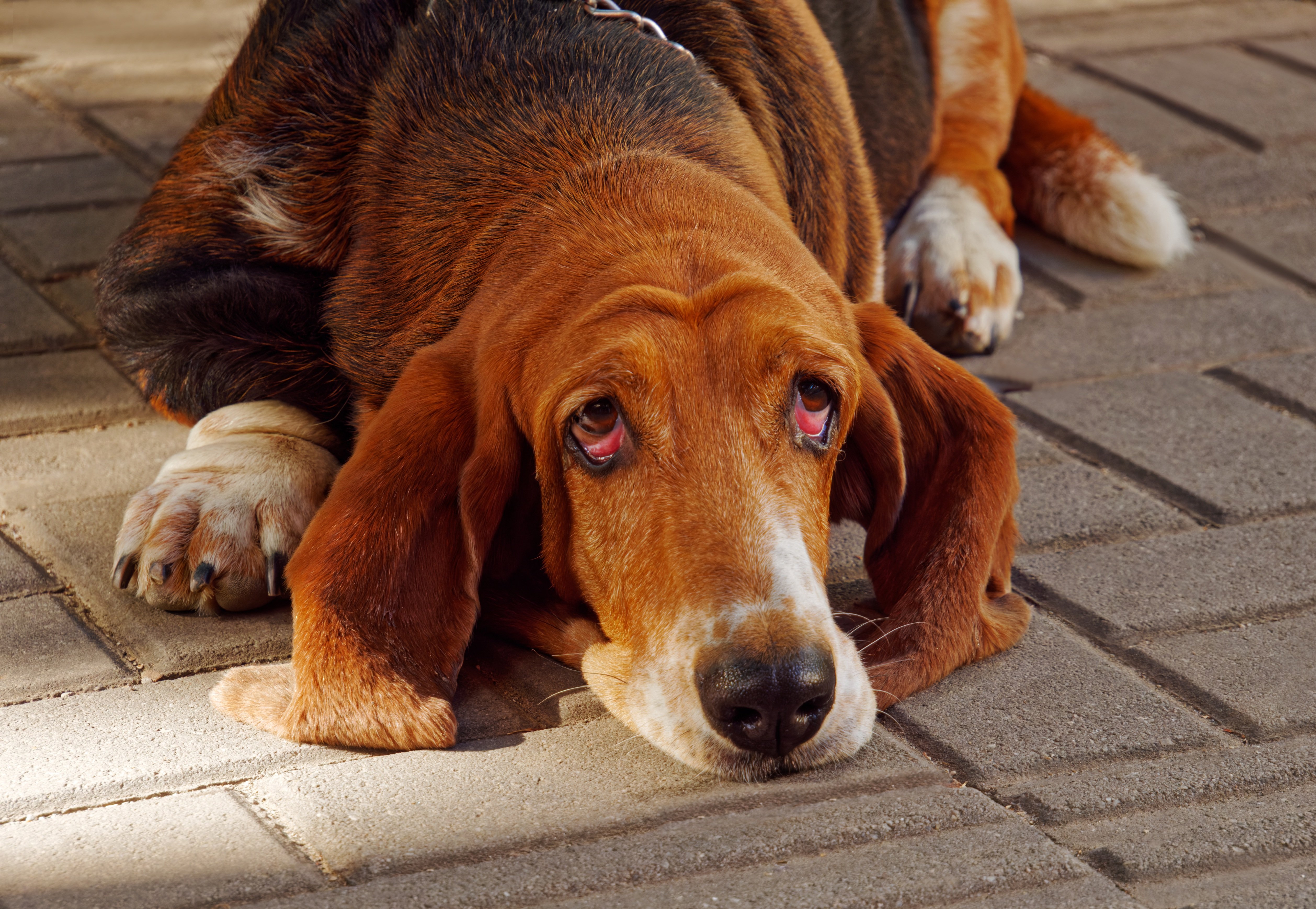 When it is Quiet, How Dog Breeders Spend Their Time