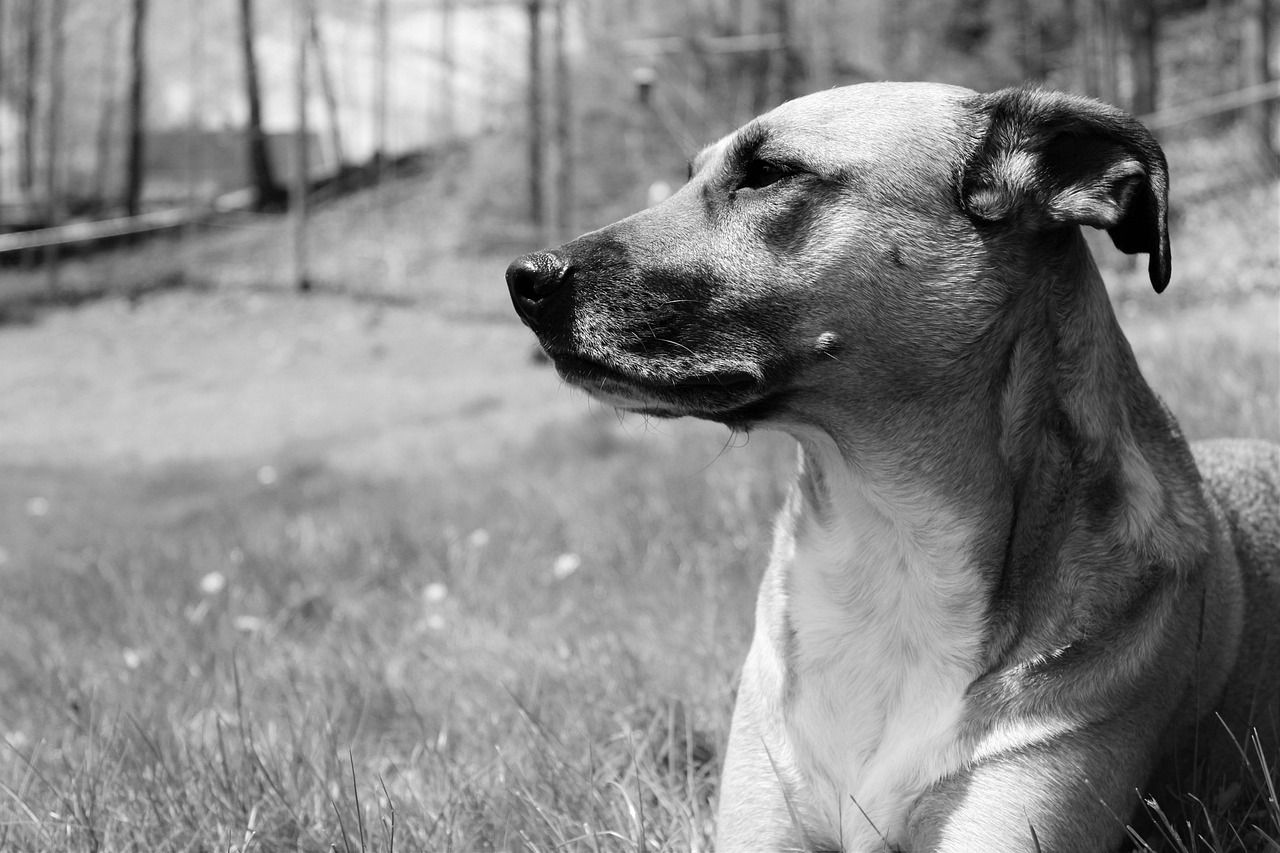 How to Start a Dog Rescue Guide: 2026 Version