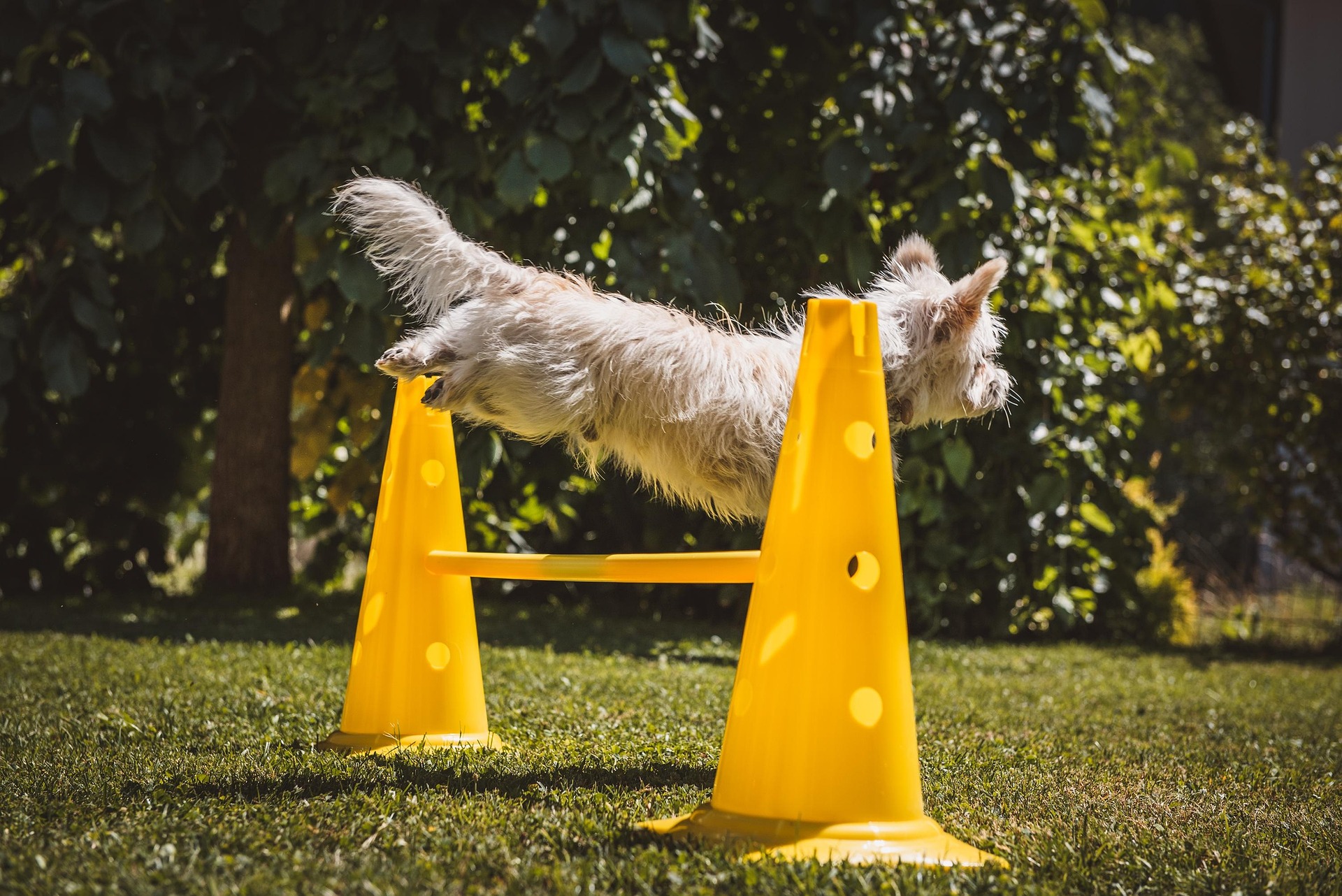 Start a Dog Training Center to Boost Breeder Income