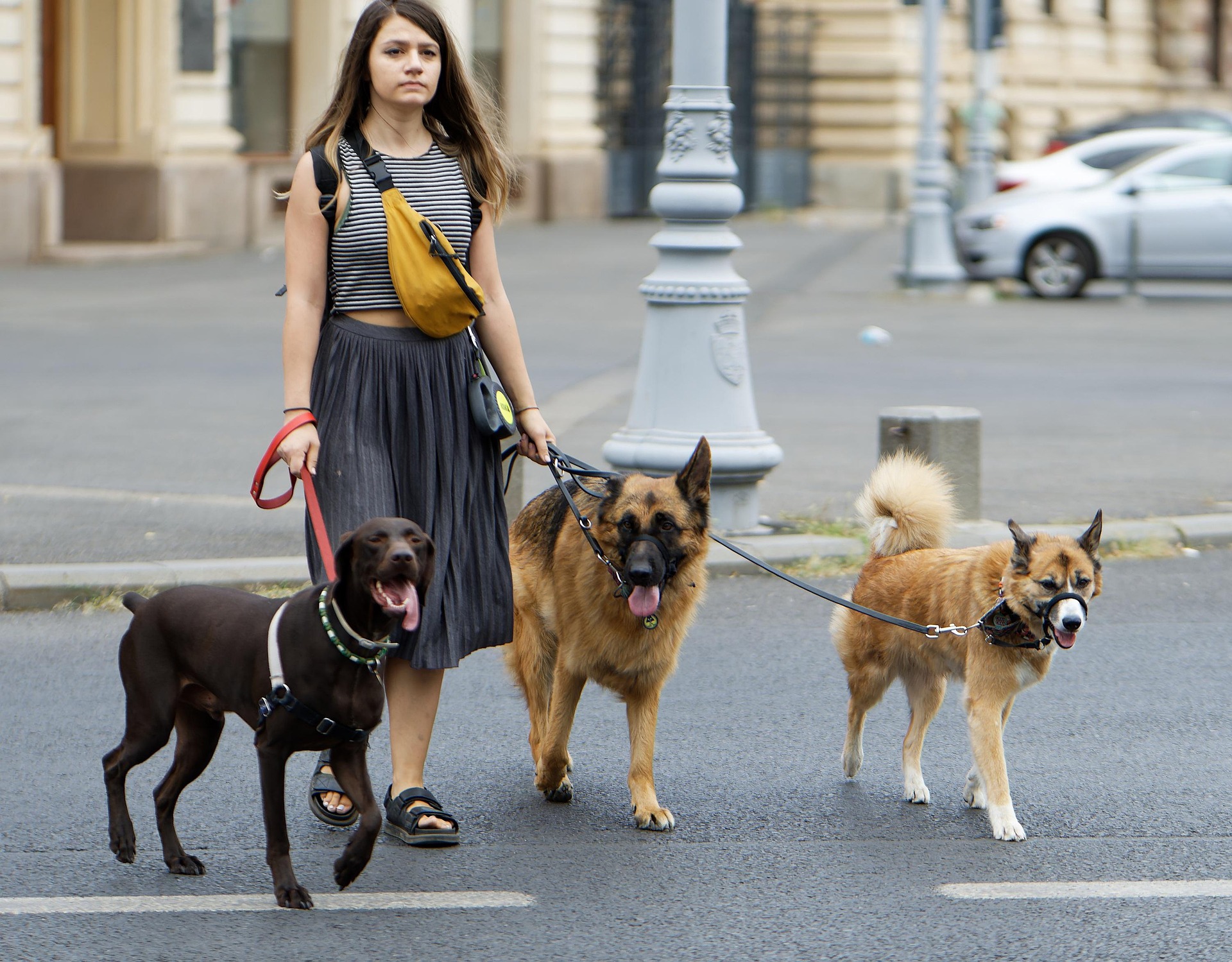 How to Start a Dog Walking Business to Boost Breeder Income