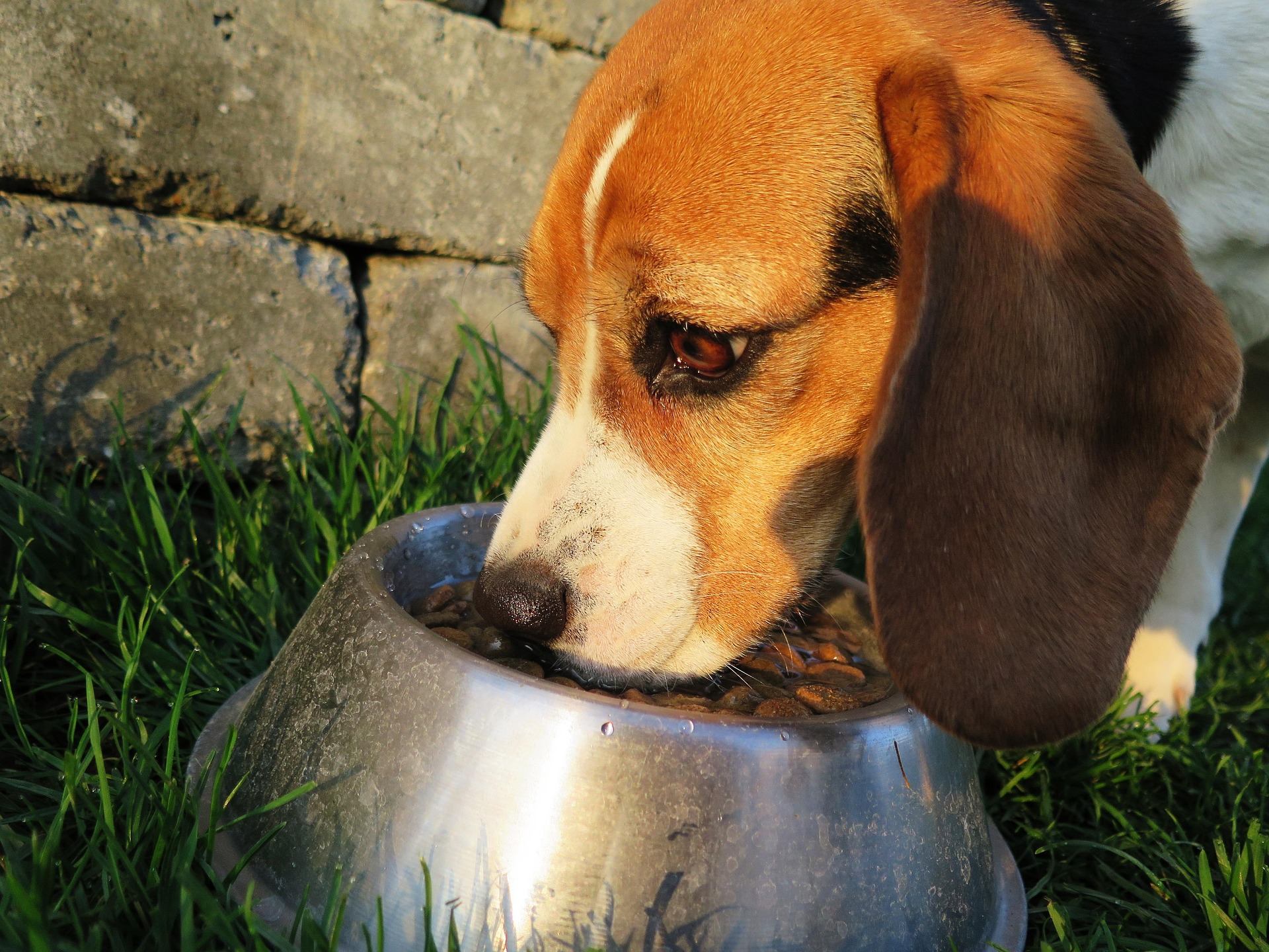Dog Training Around Food: How to Teach Good Behavior