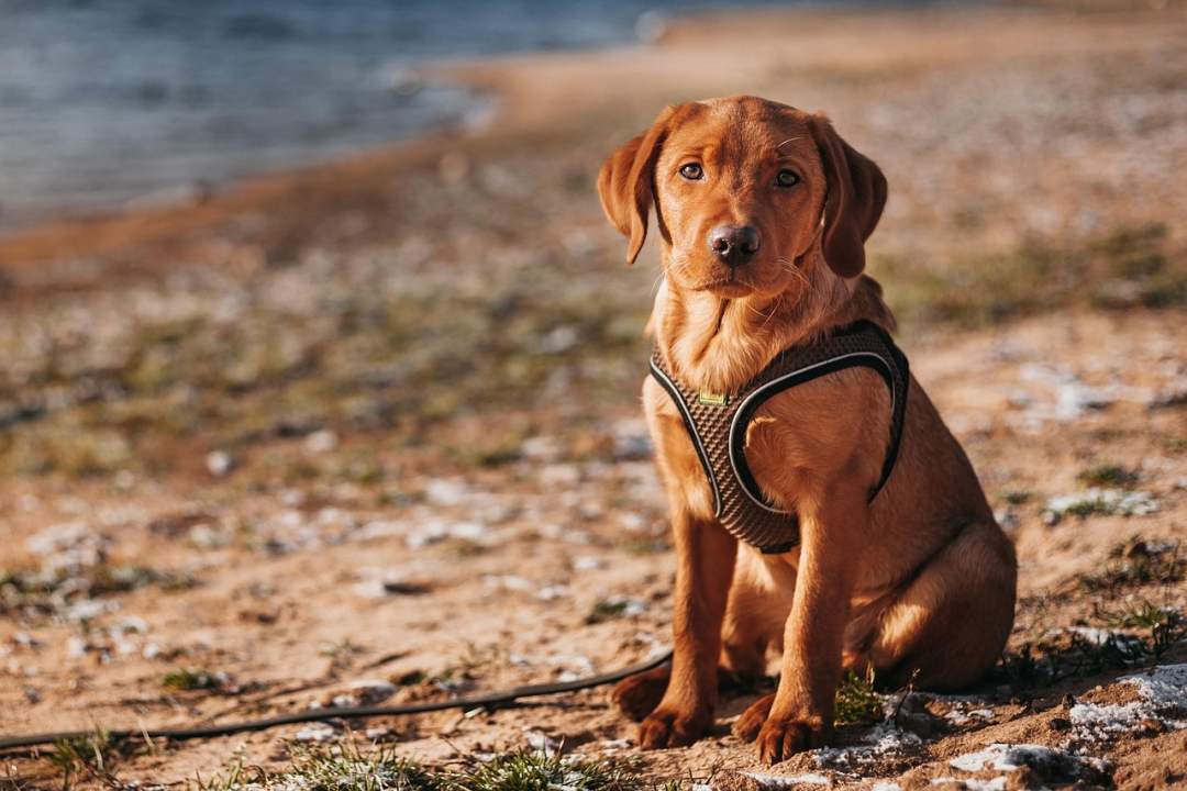 How to Train a Dog to Sit: Simple Tips for New Owners