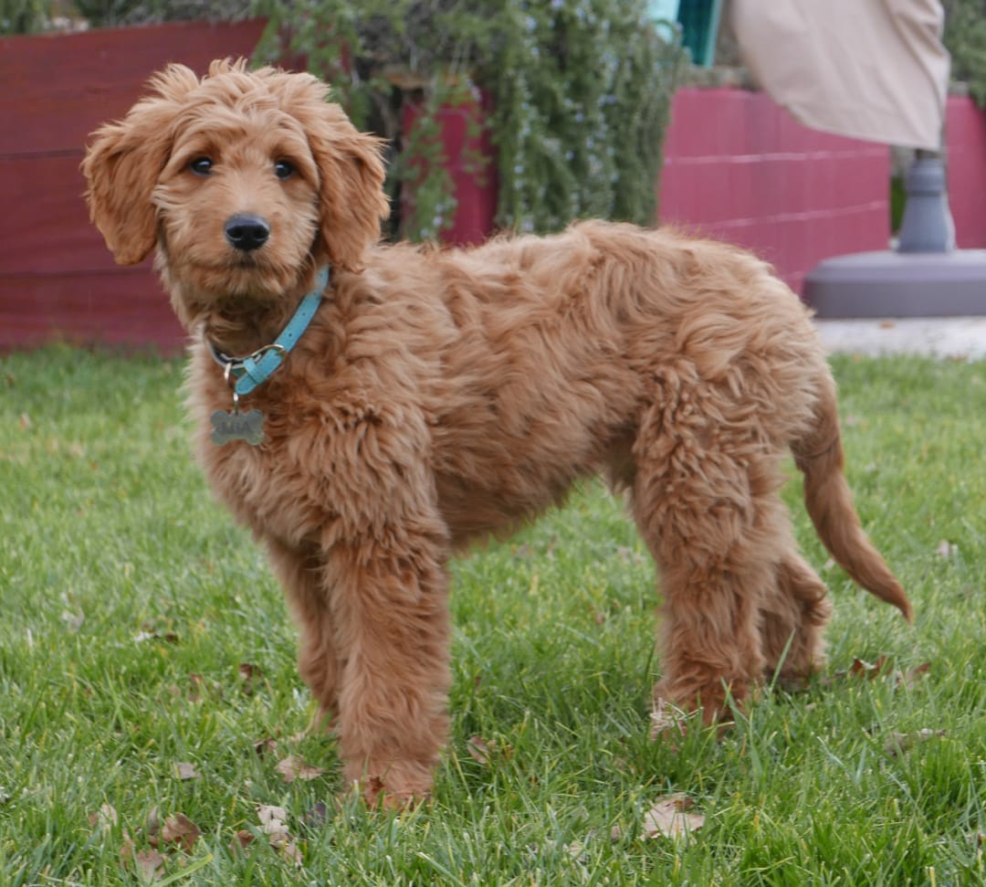 Top Idaho Golden Doodle Breeders