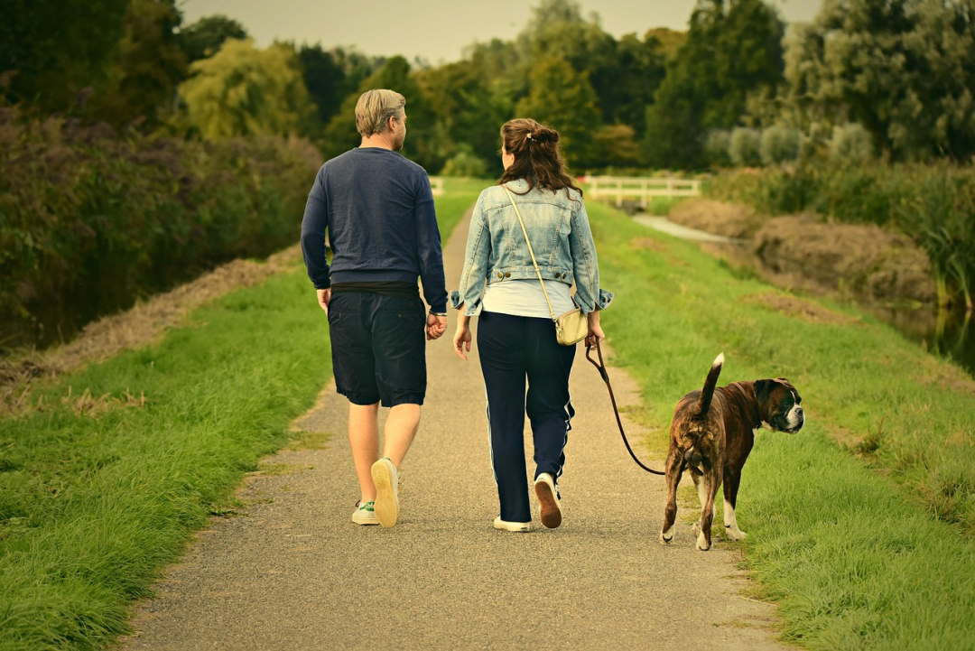 Colors That Improve the Dog Walking Experience