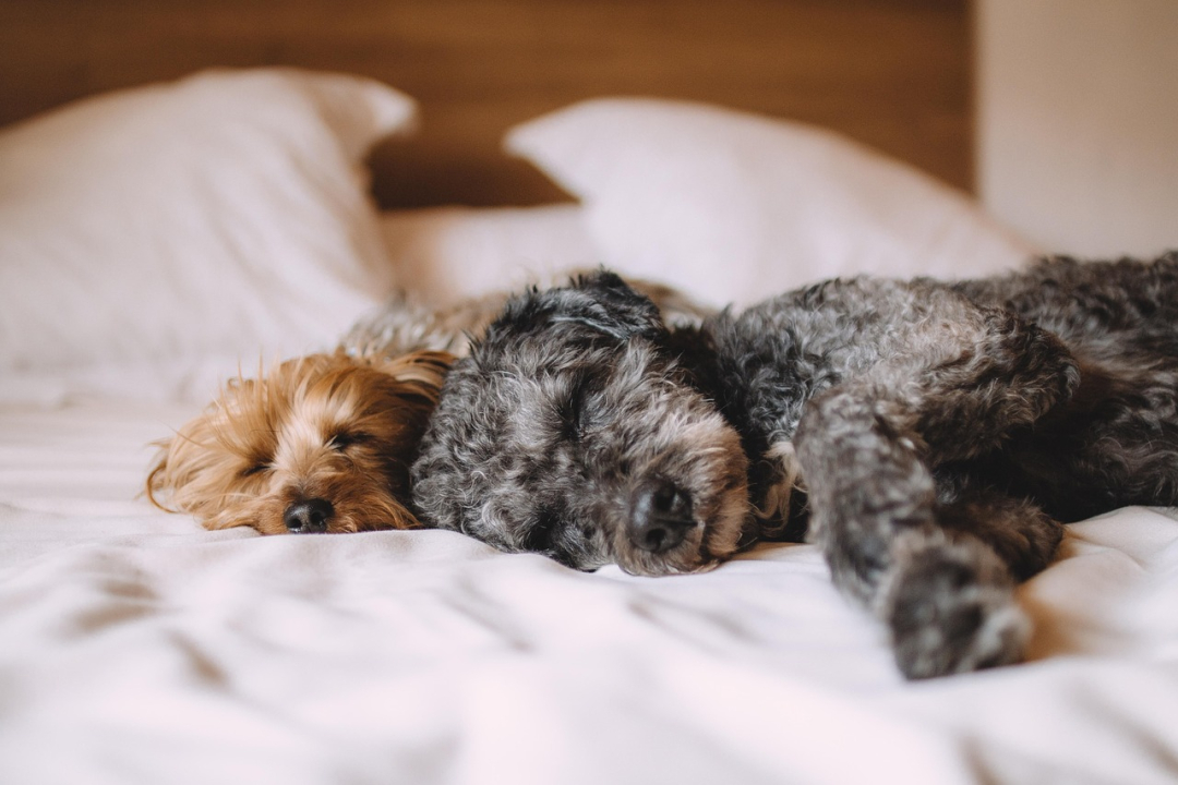Facts About Dogs You Simply Must Know Today