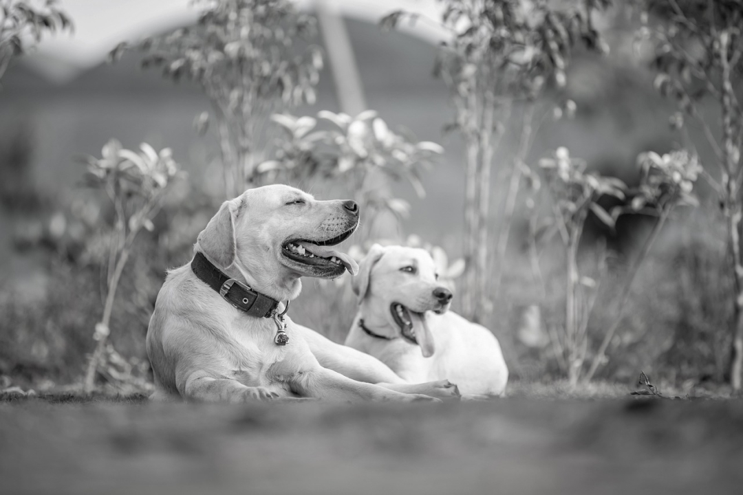 Introducing a New Puppy to Your Dog