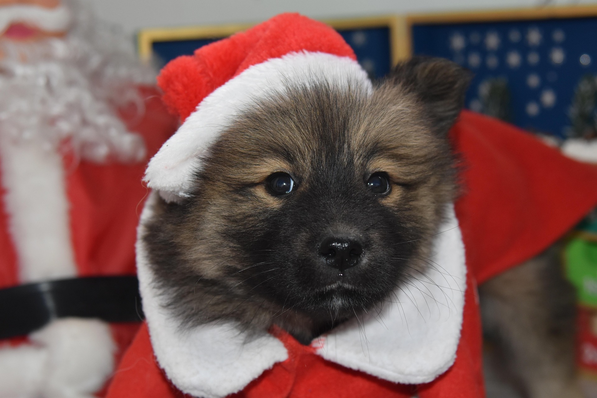Is it Cruel to Dress up Your Dog?
