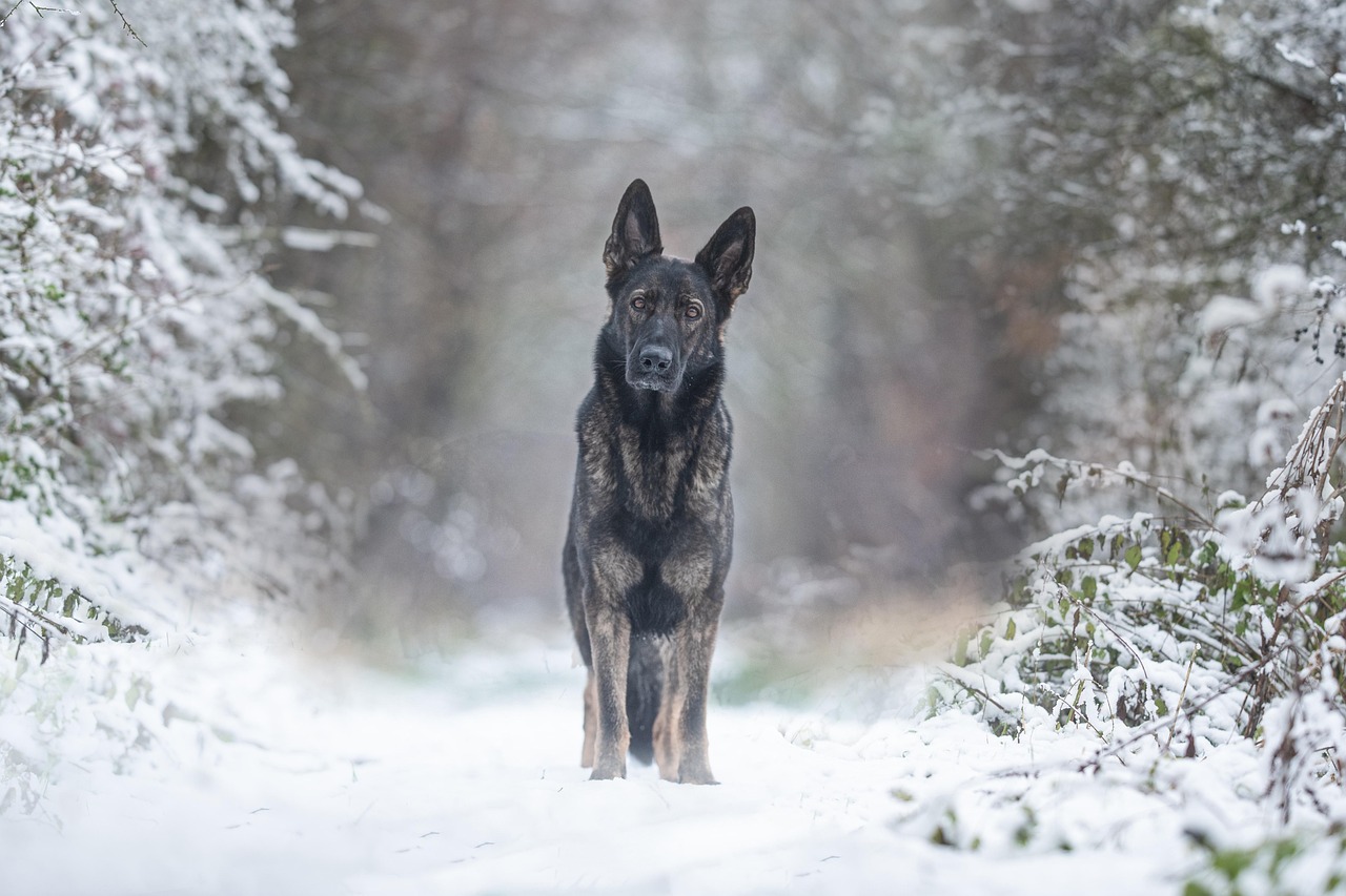 Winter Safety for Dogs: Top Tips and Products