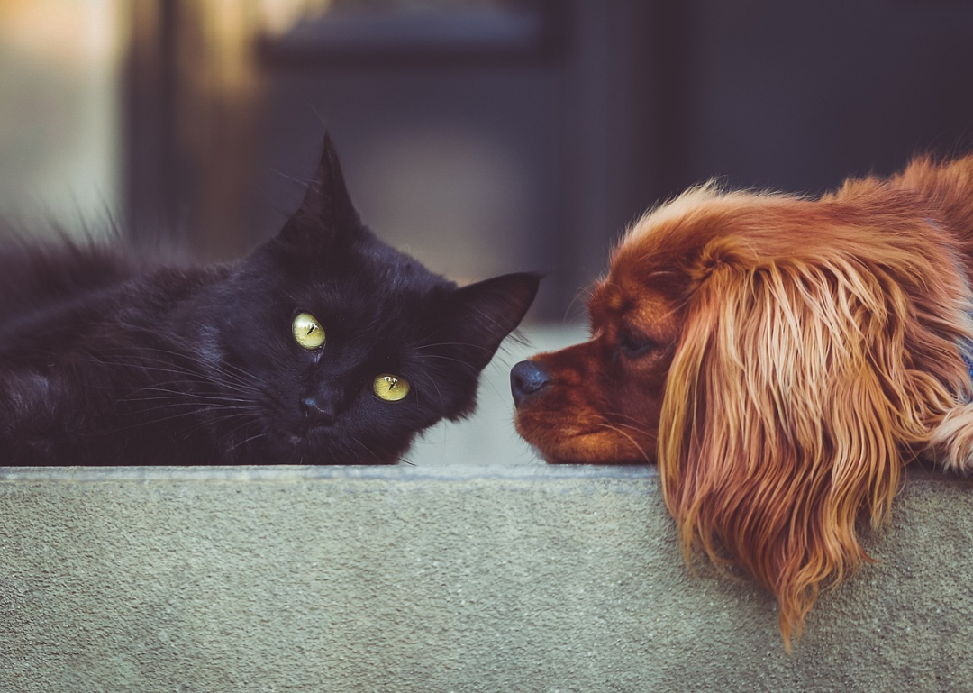 How to Introduce a New Dog to Other Pets in Your Home