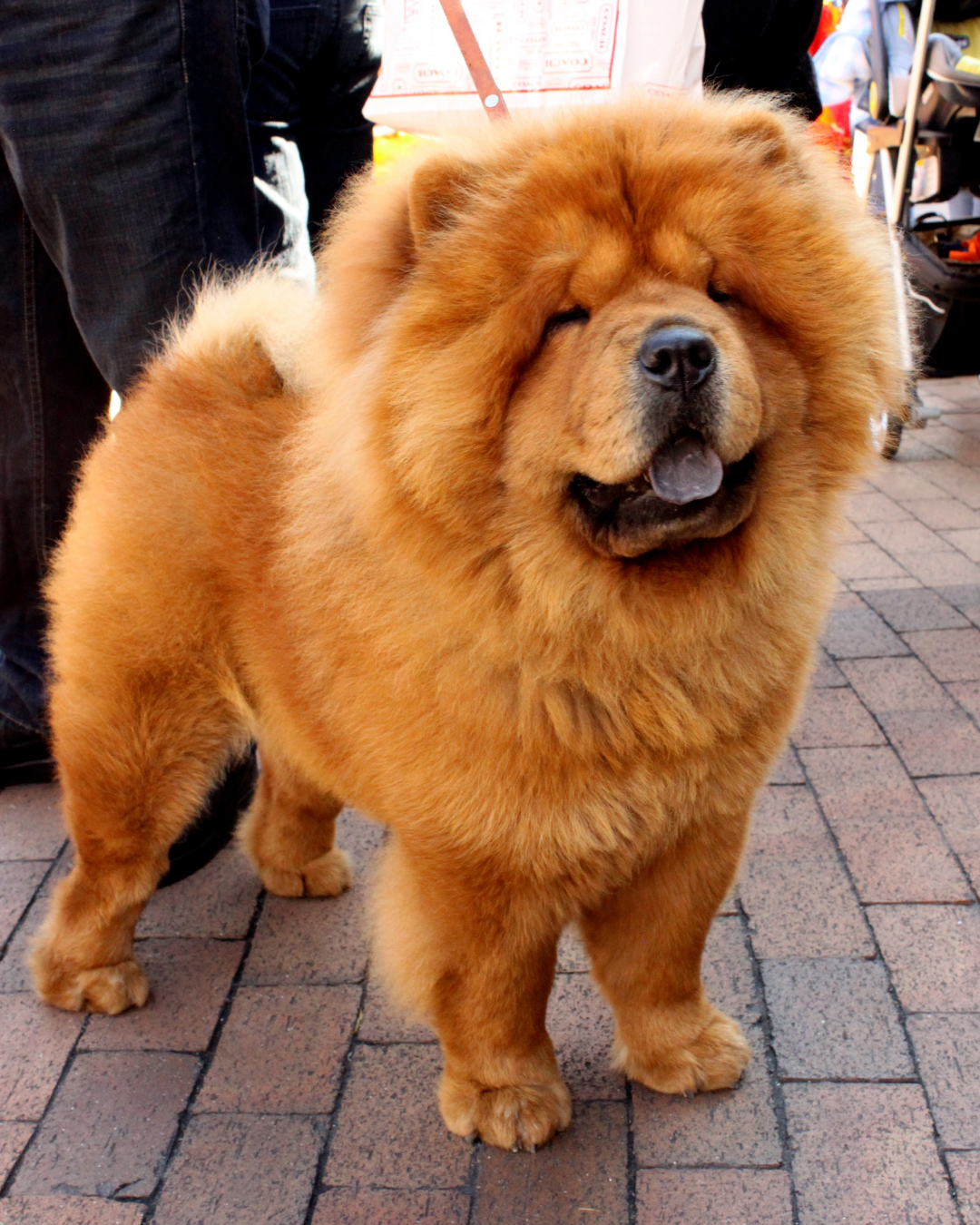 Top Michigan Chow Chow Breeders
