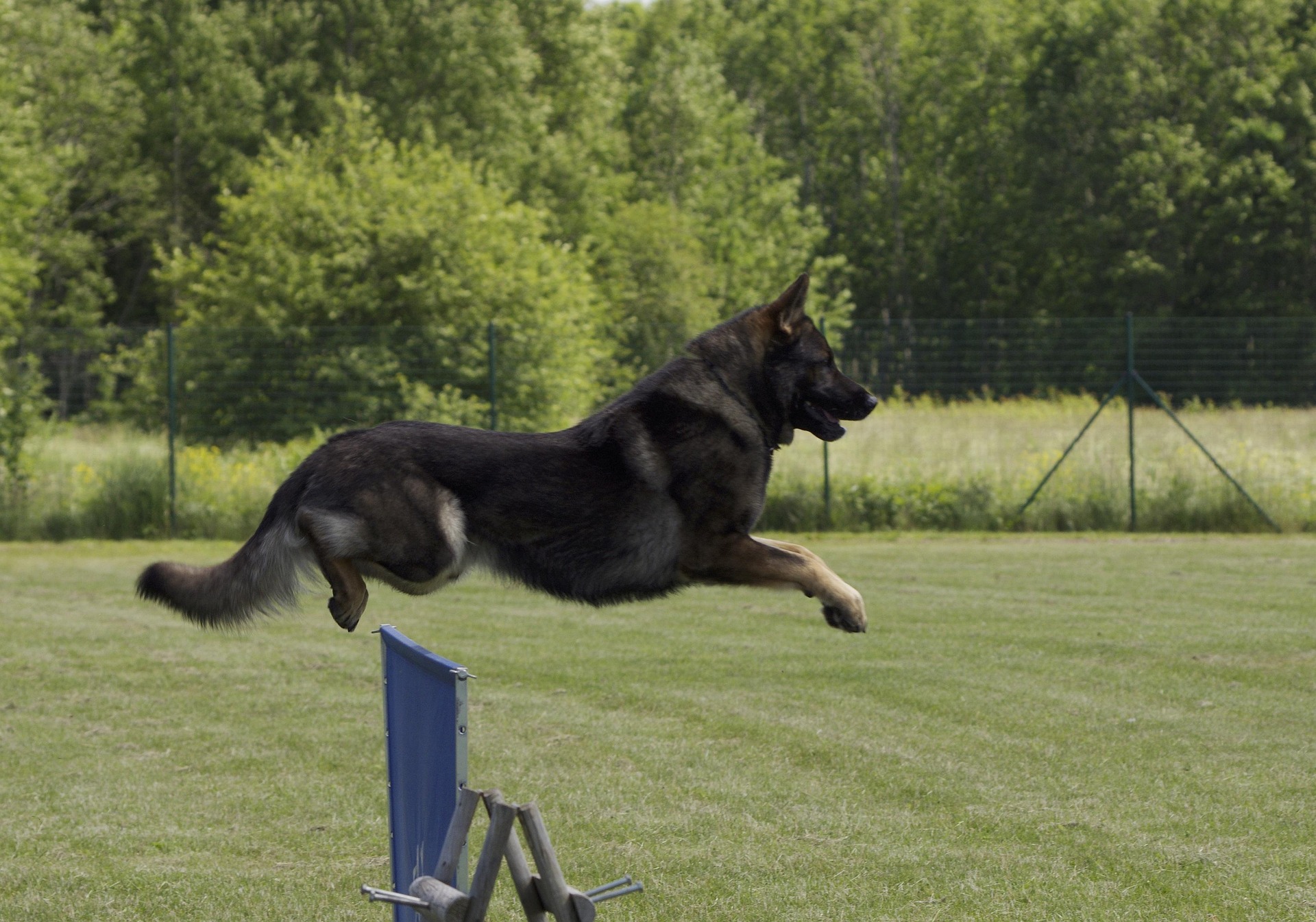 Mobile Dog Gyms Are Popular in the USA
